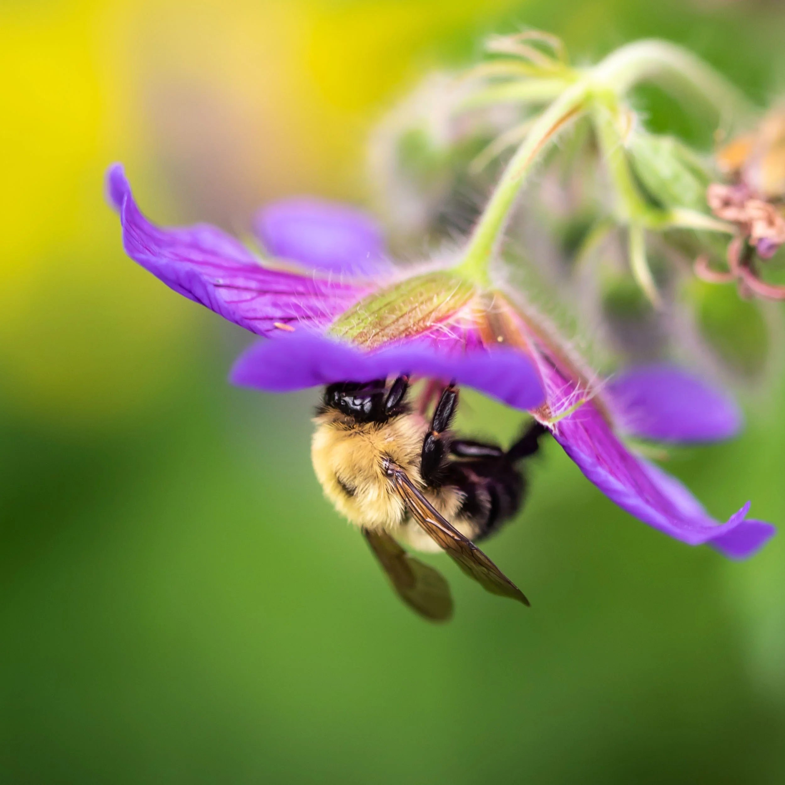 Arboretum_2018June8_1-0227.jpg