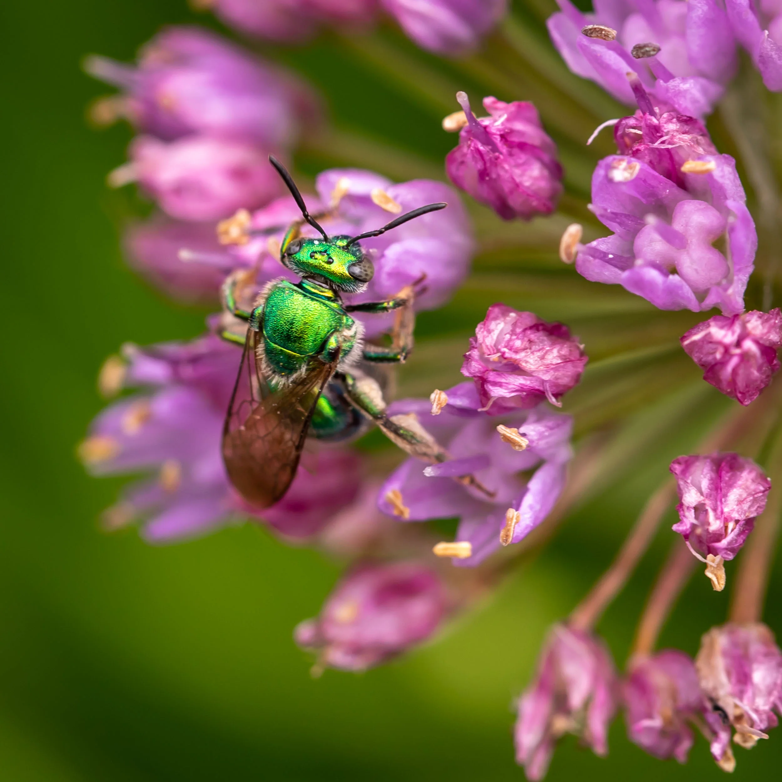 Arboretum_2018Aug1_1-6772.jpg