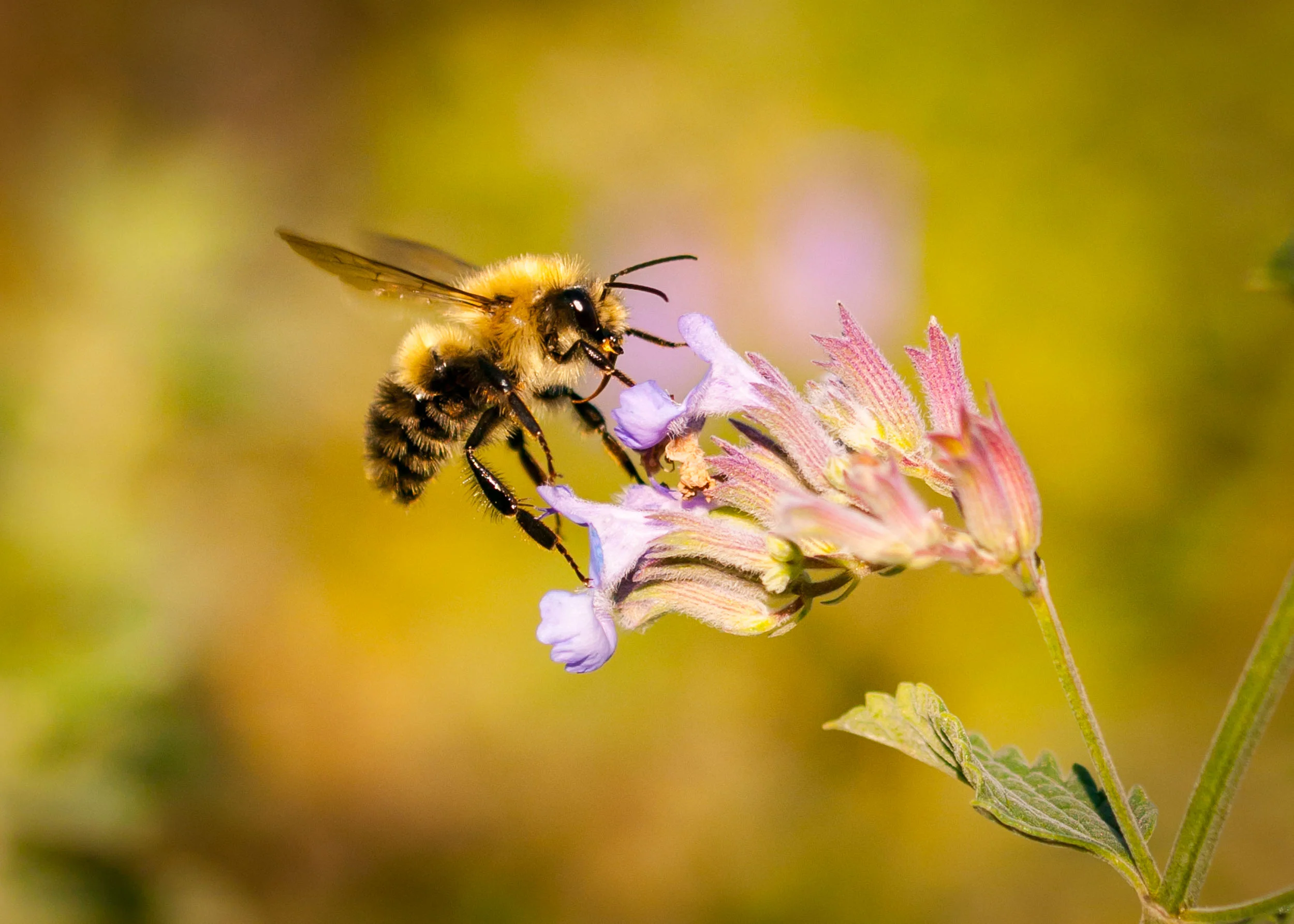 Arboretum_2017Sept20_3-5140.jpg