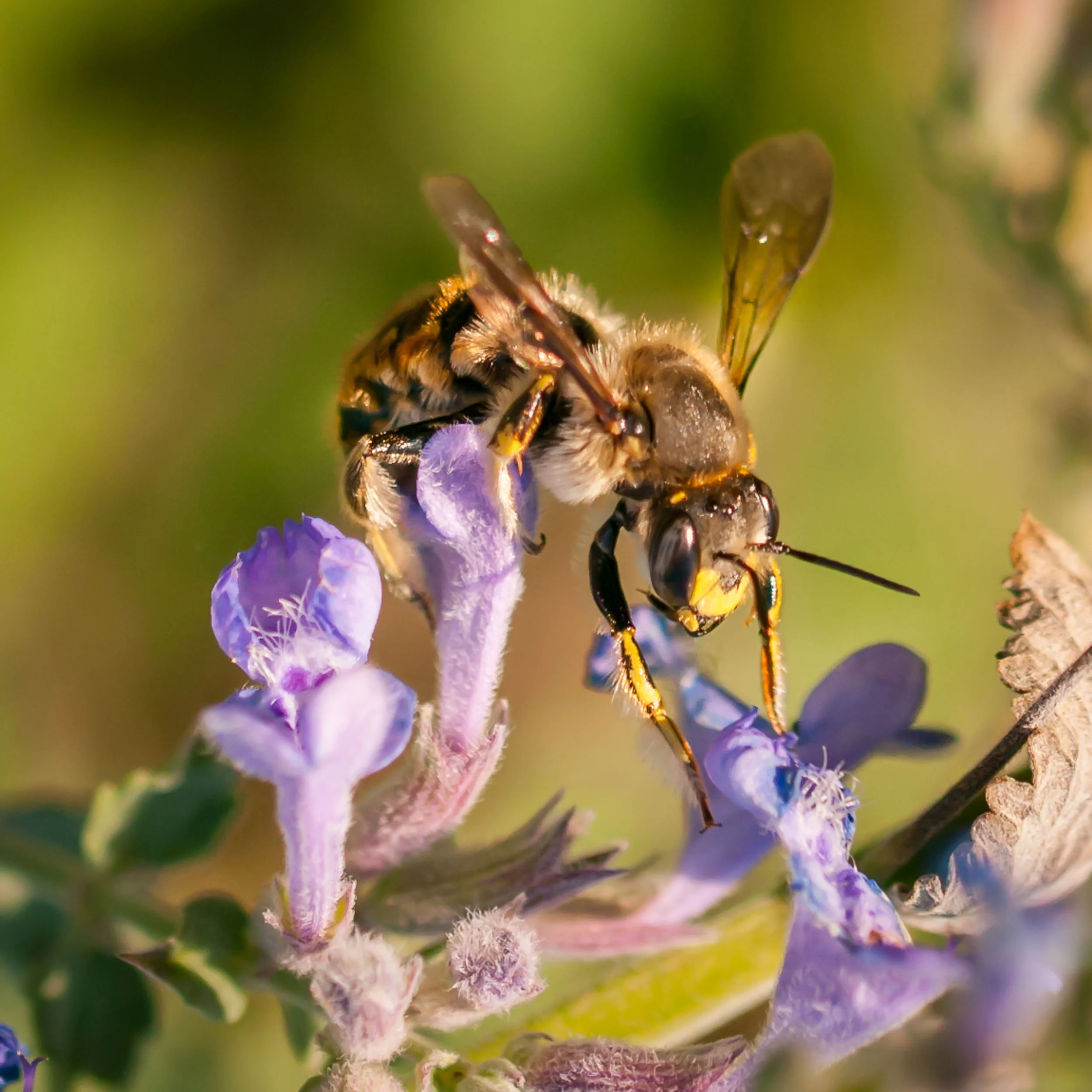 Arboretum_2017Sept20_3-5070.jpg