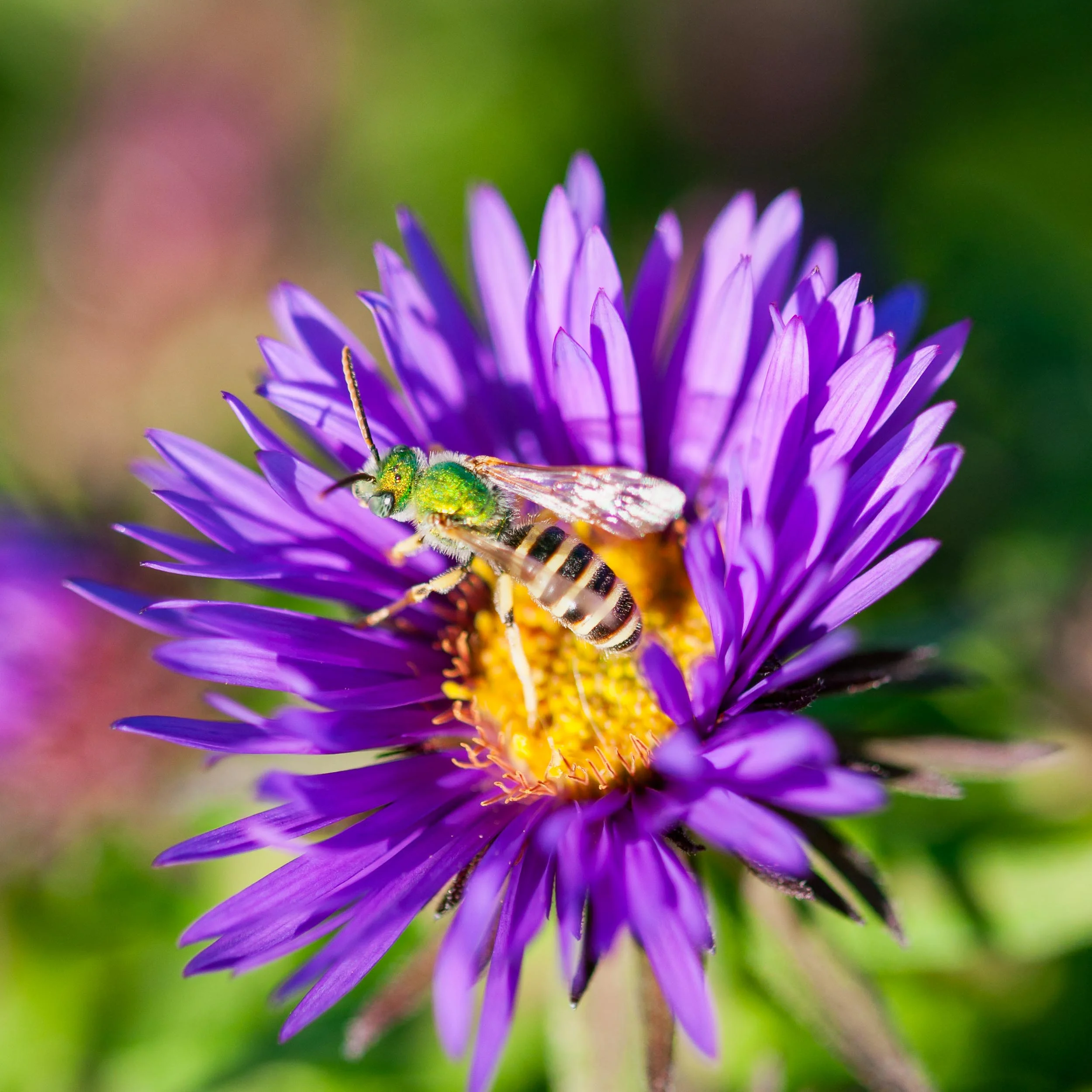 Arboretum_2017Sept20_1-4057_Luminar2018-edit.jpg