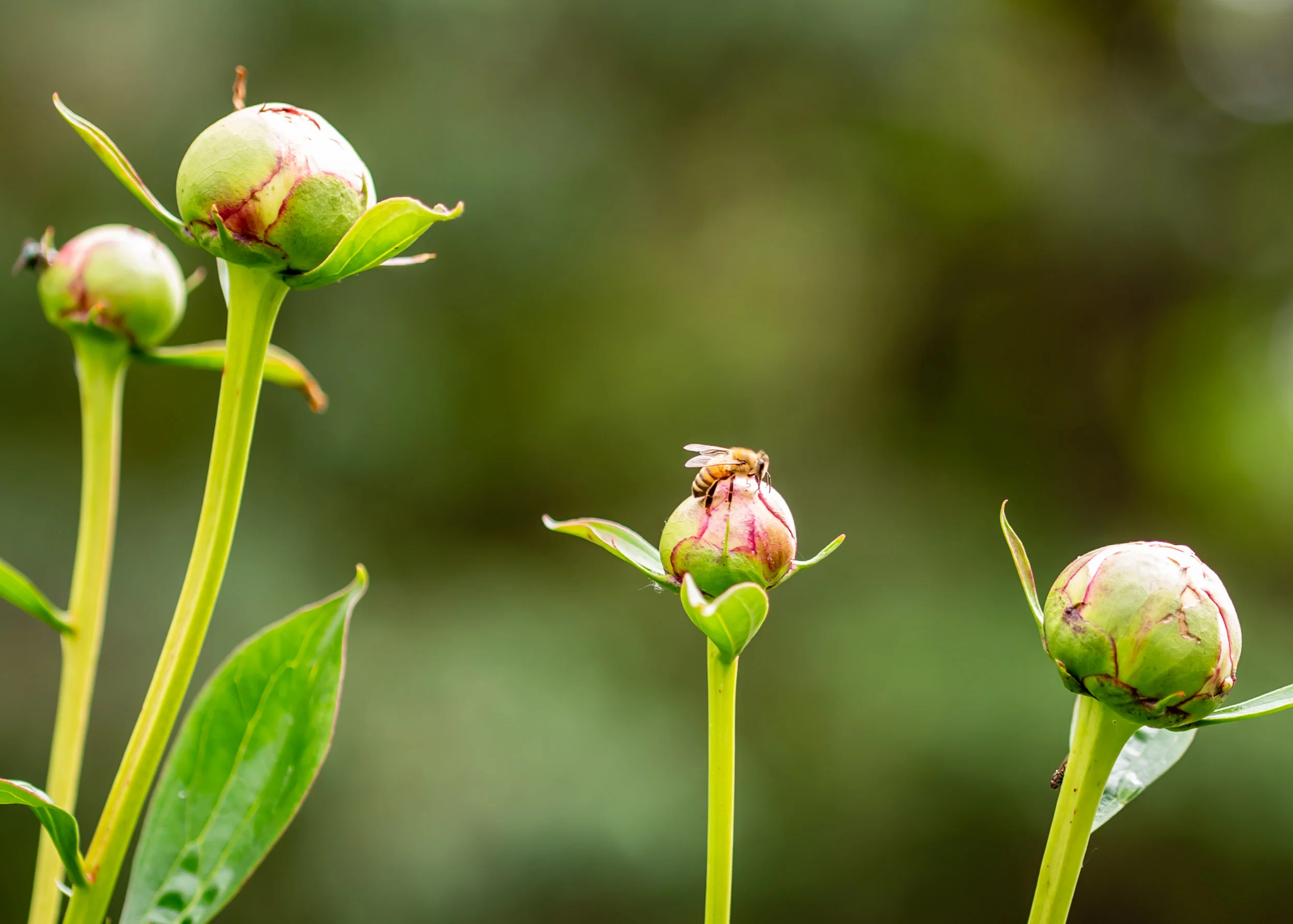 Arboretum_2018June8_3-0673.jpg