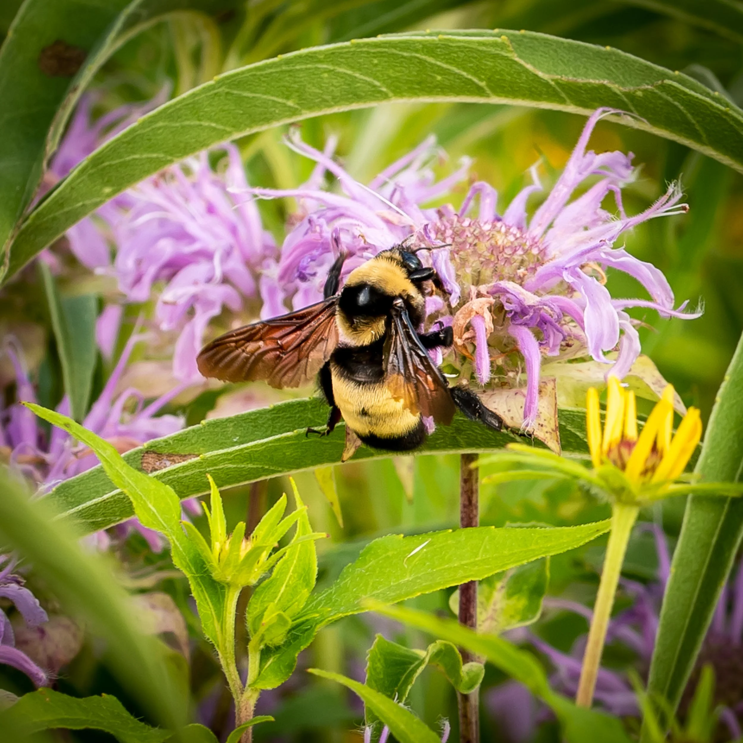 Arboretum_CarverParkRes_2018July28-5842.jpg