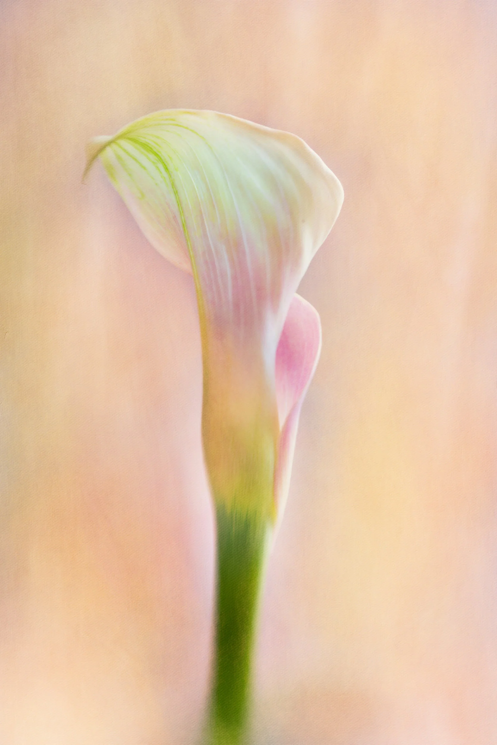 painted images--4.jpg