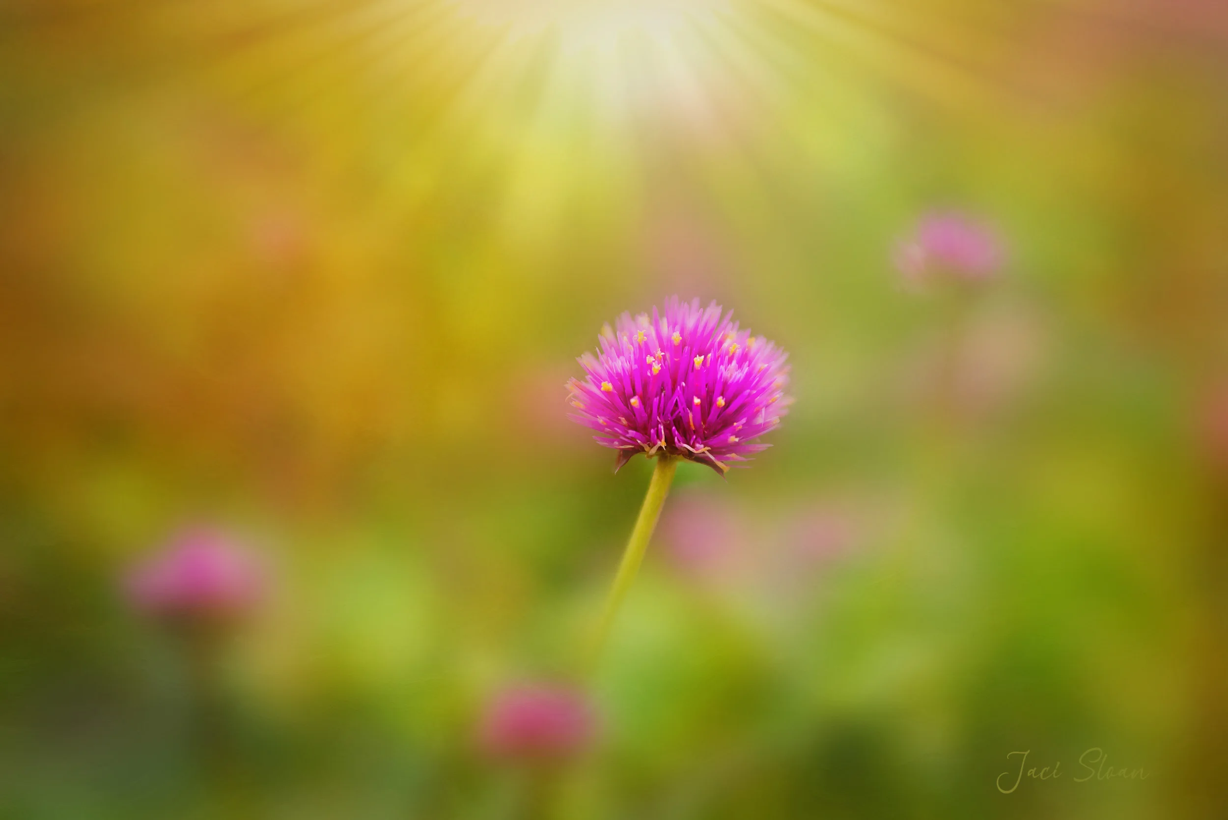 painted images-2-2.jpg