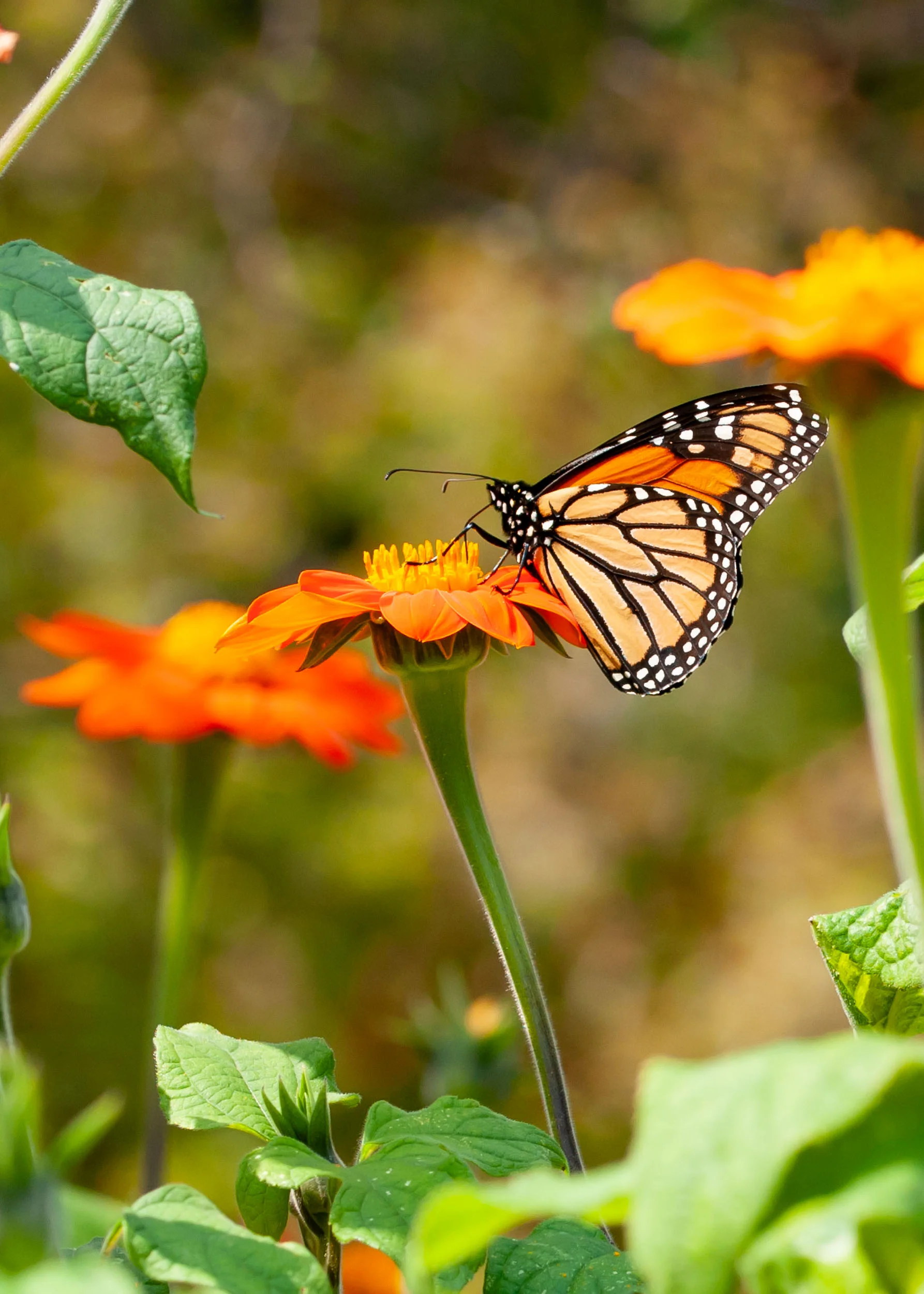 Arboretum_2017Sept1_2-8003.jpg