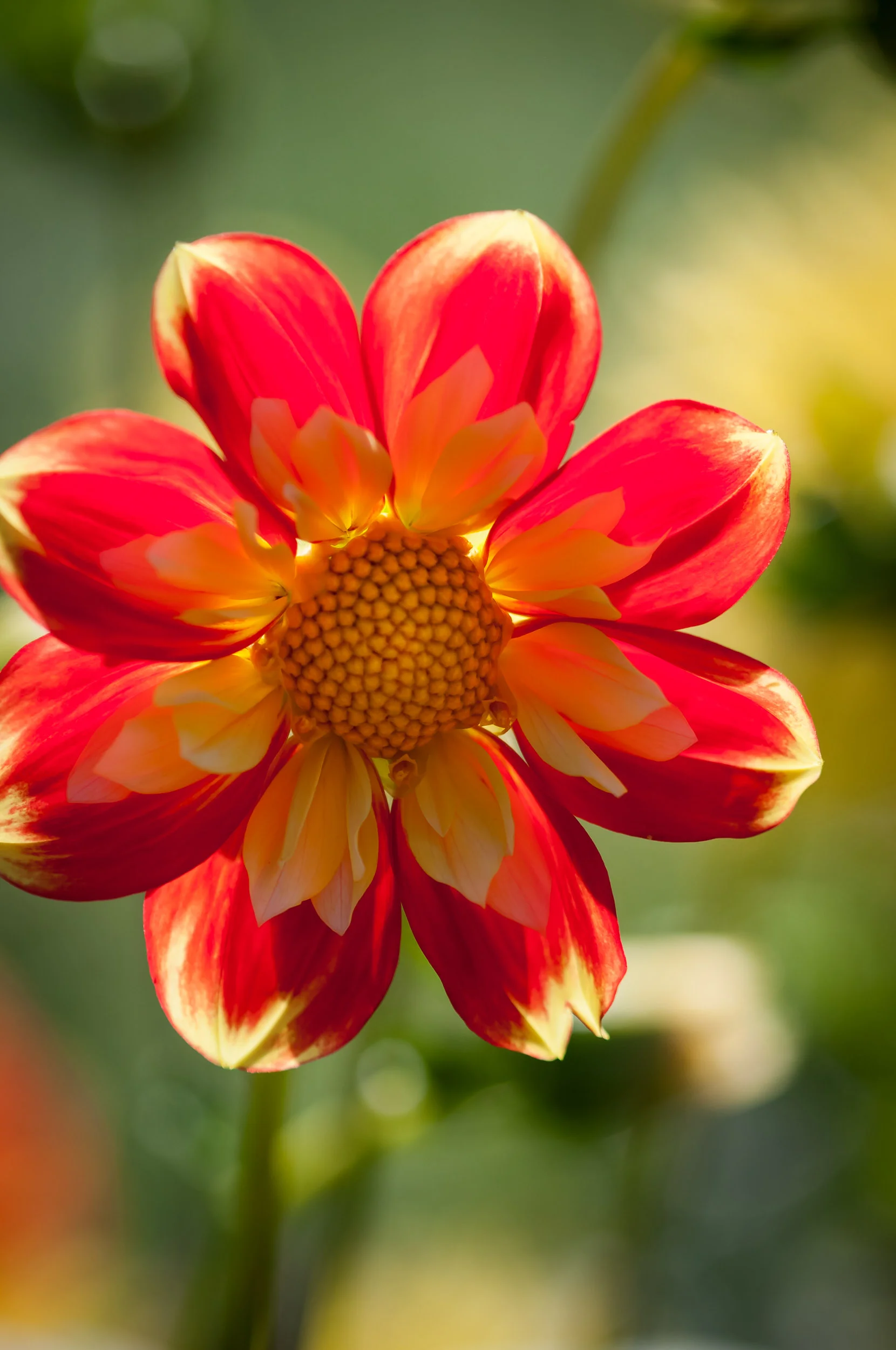 Arboretum_2017Sept20_1-3917.jpg