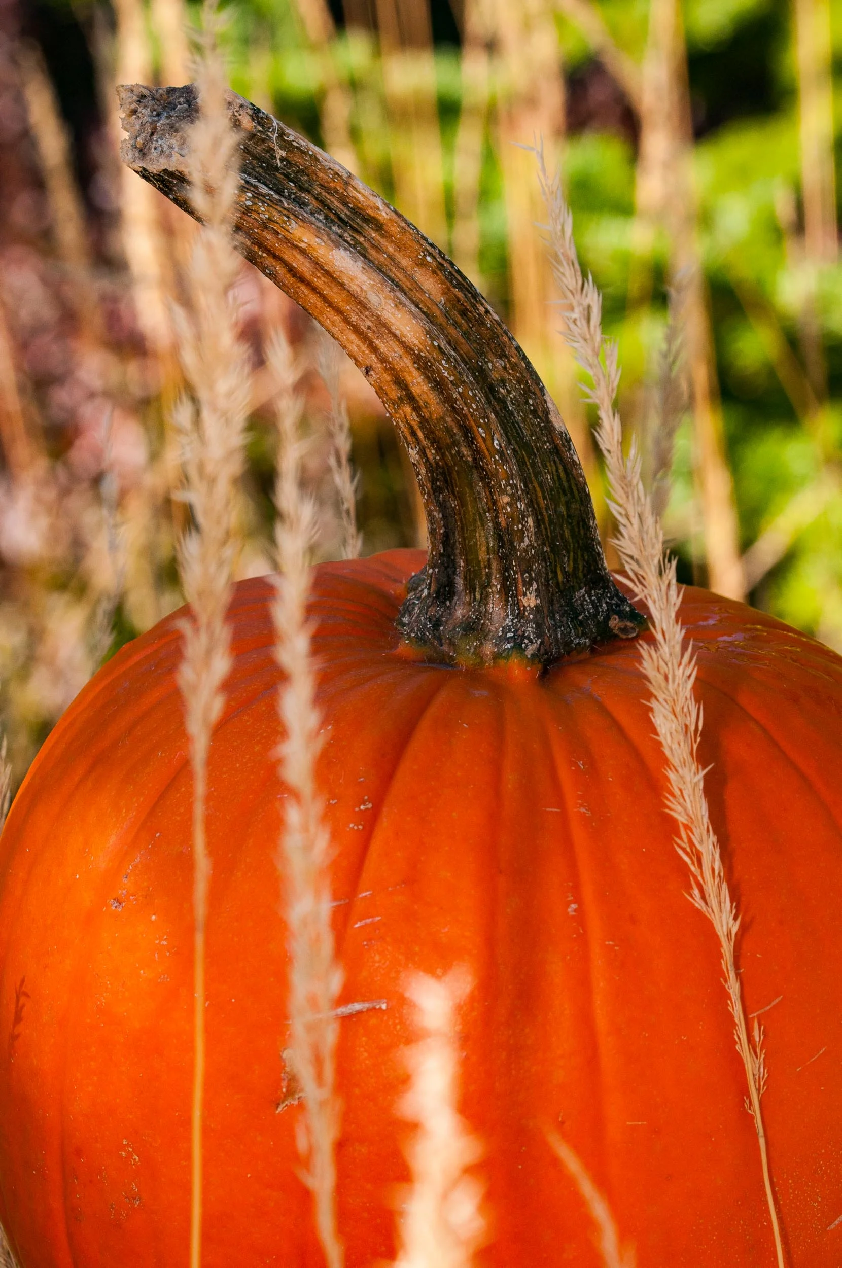 Arboretum_2017Sept27-5499.jpg
