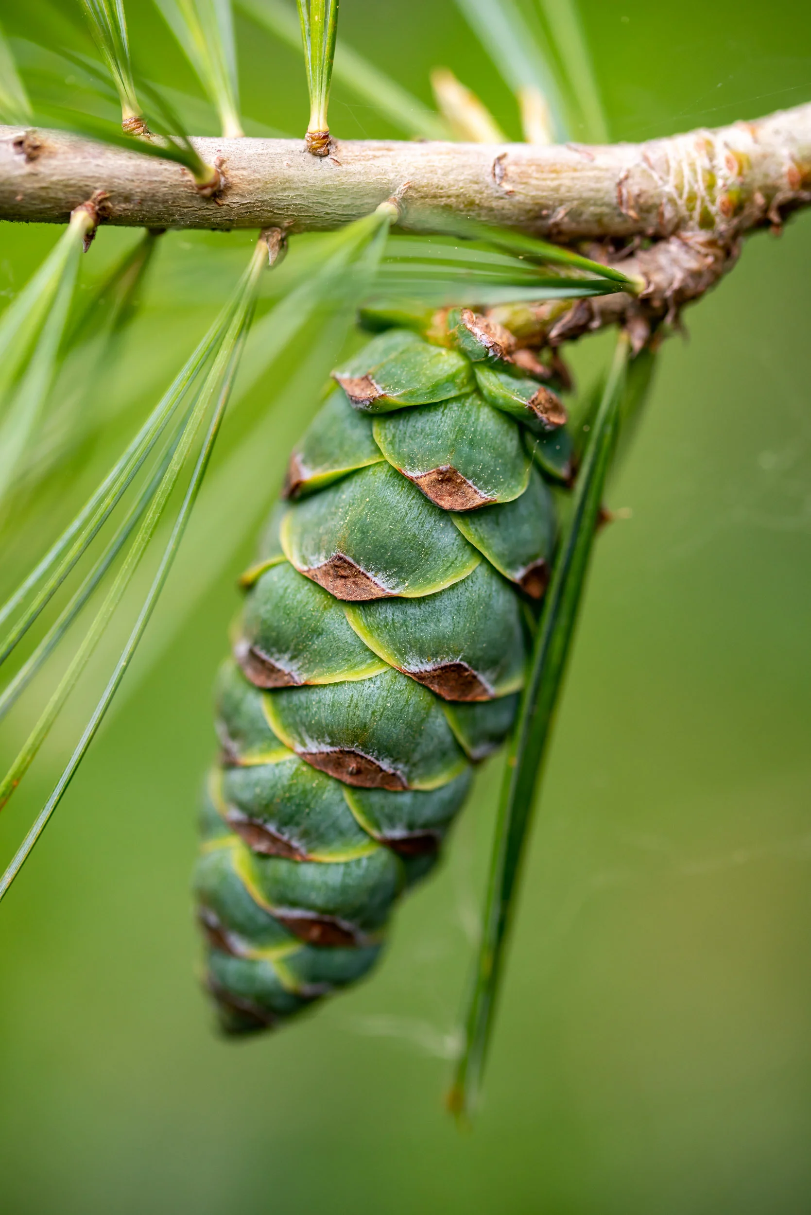 Arboretum_2018June1_1-7605.jpg