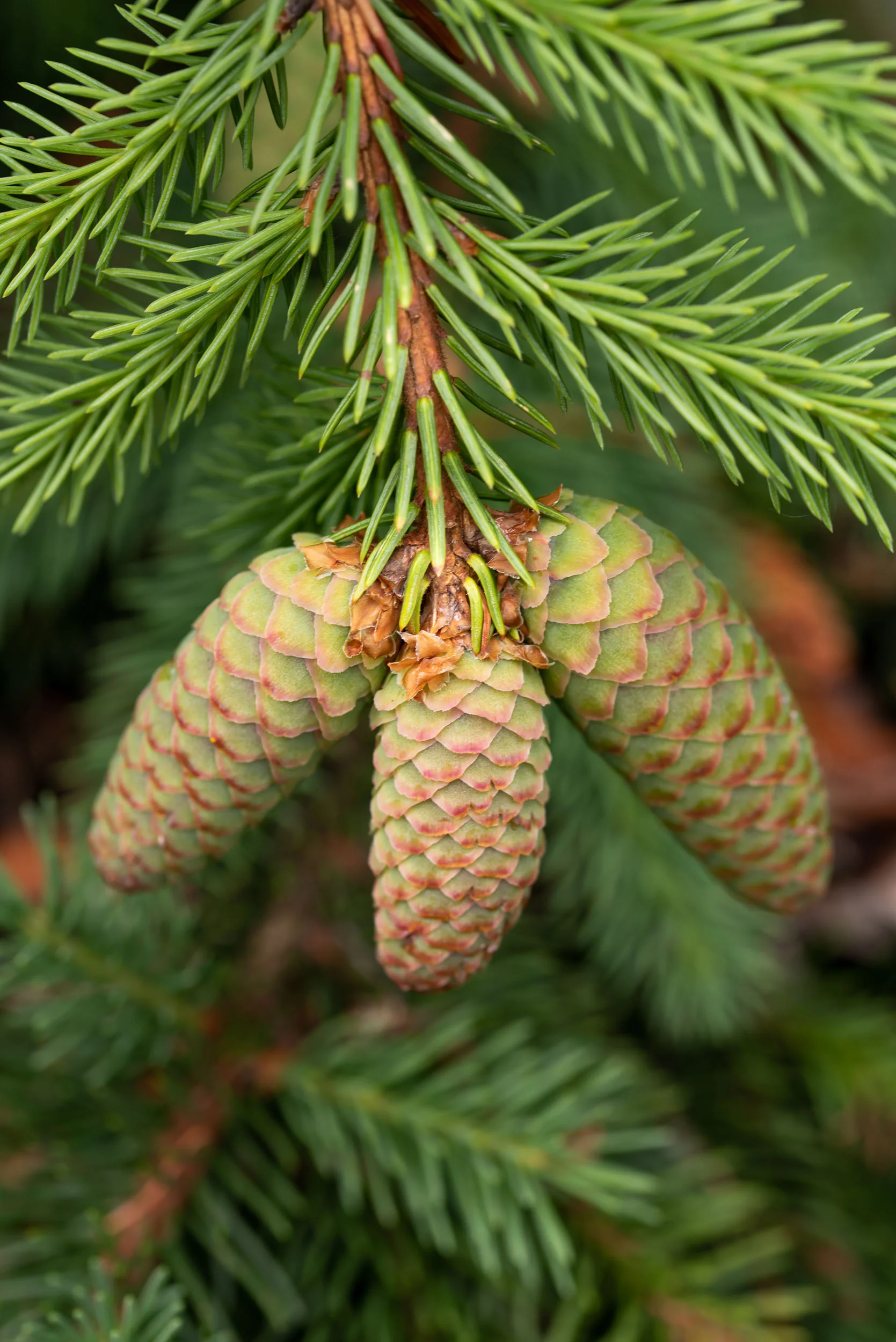 Pinecone trio