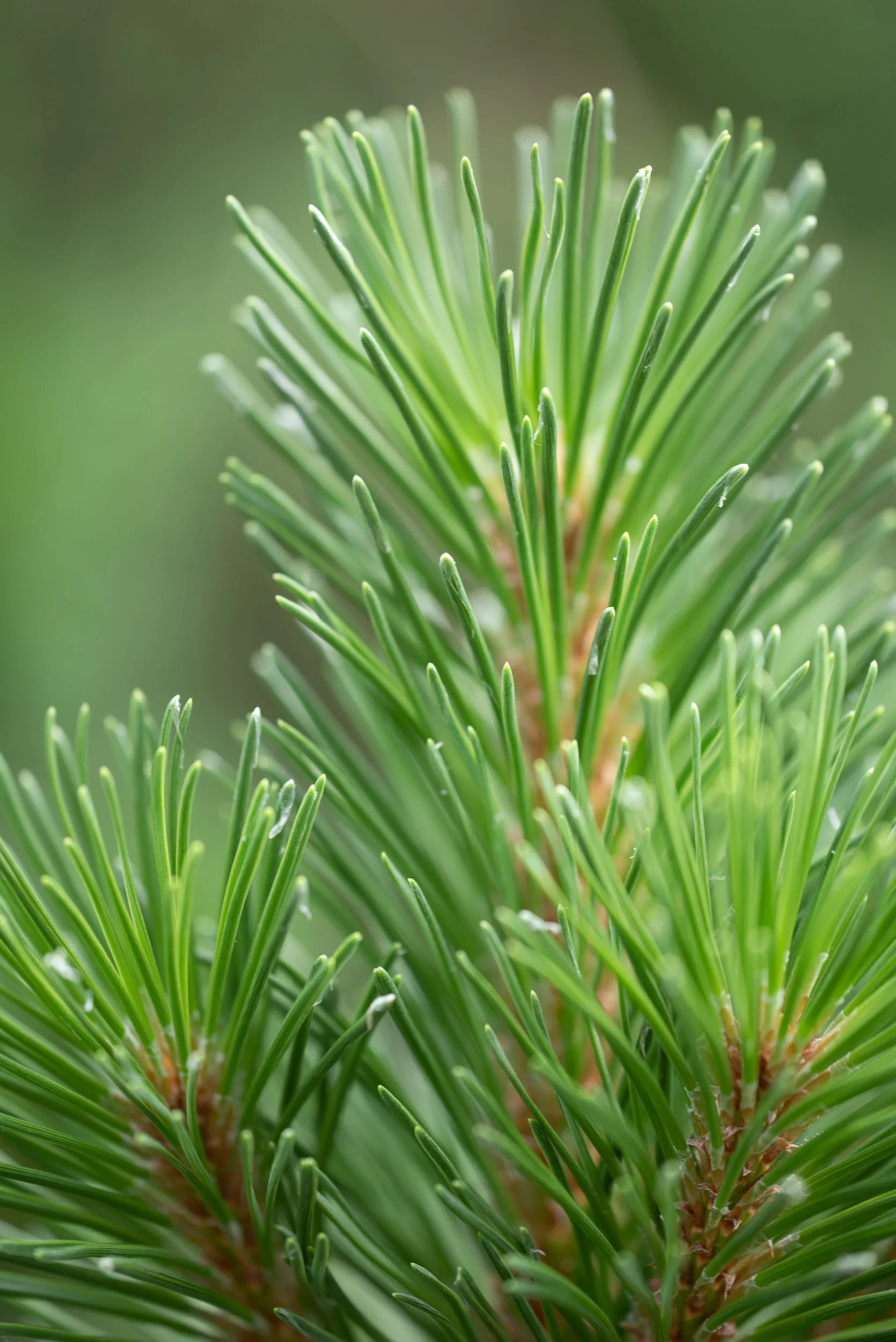 Arboretum_2018June27-4776.jpg