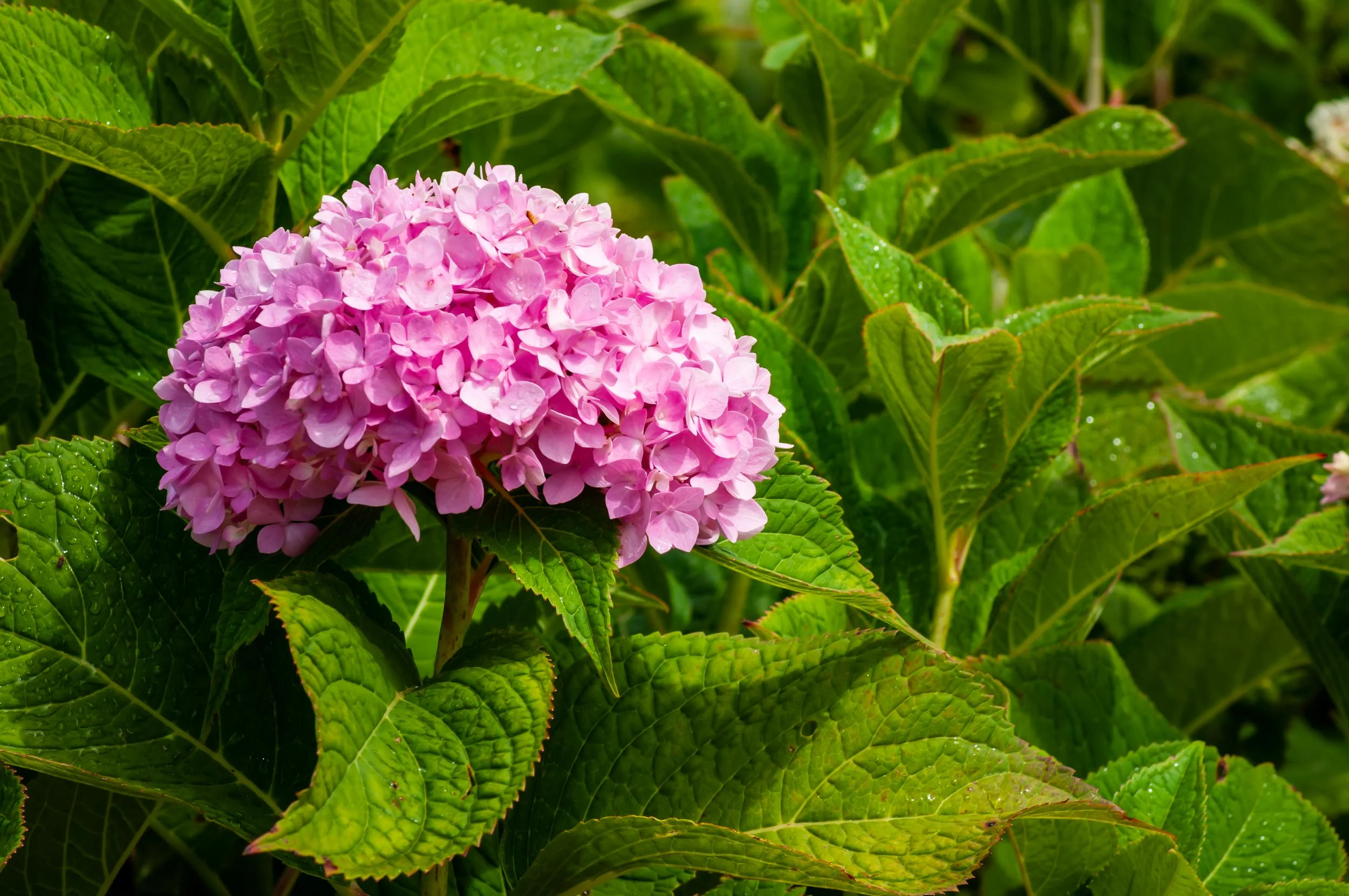 Arboretum_2017Aug10_1-9718.jpg