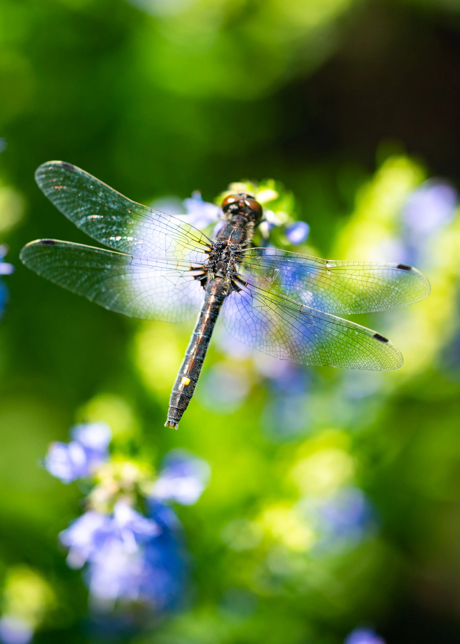 Arboretum_2018July5_2-6976.jpg
