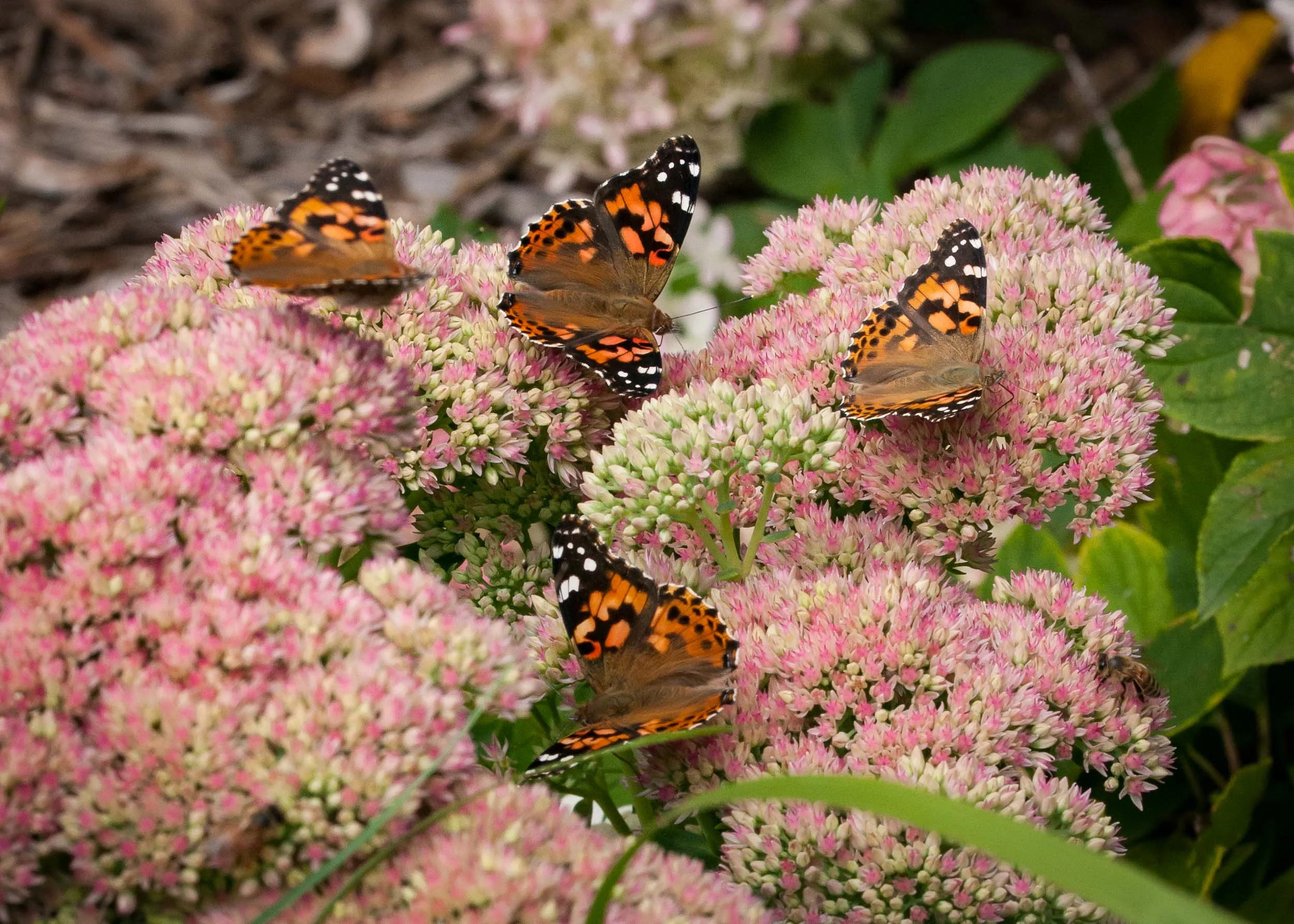 Arboretum_2017Sept7_2-0158.jpg