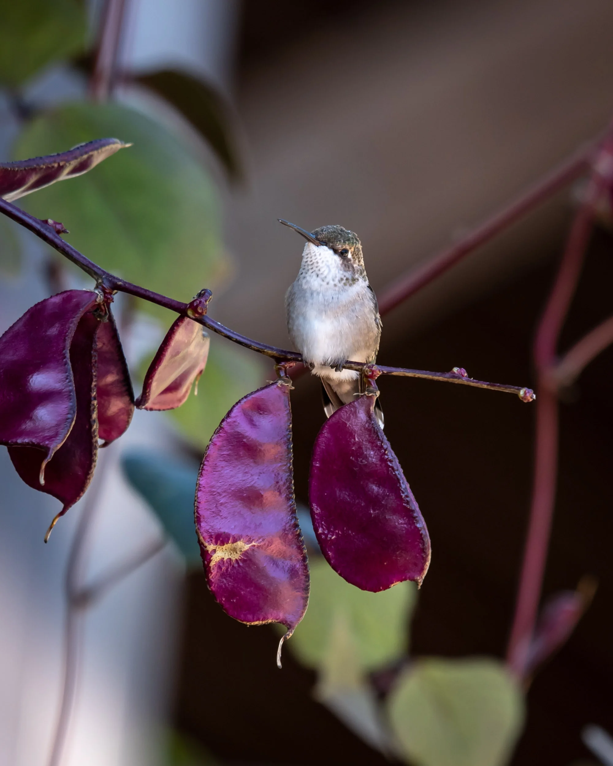 Arboretum_2018Sept6_1-2050.jpg