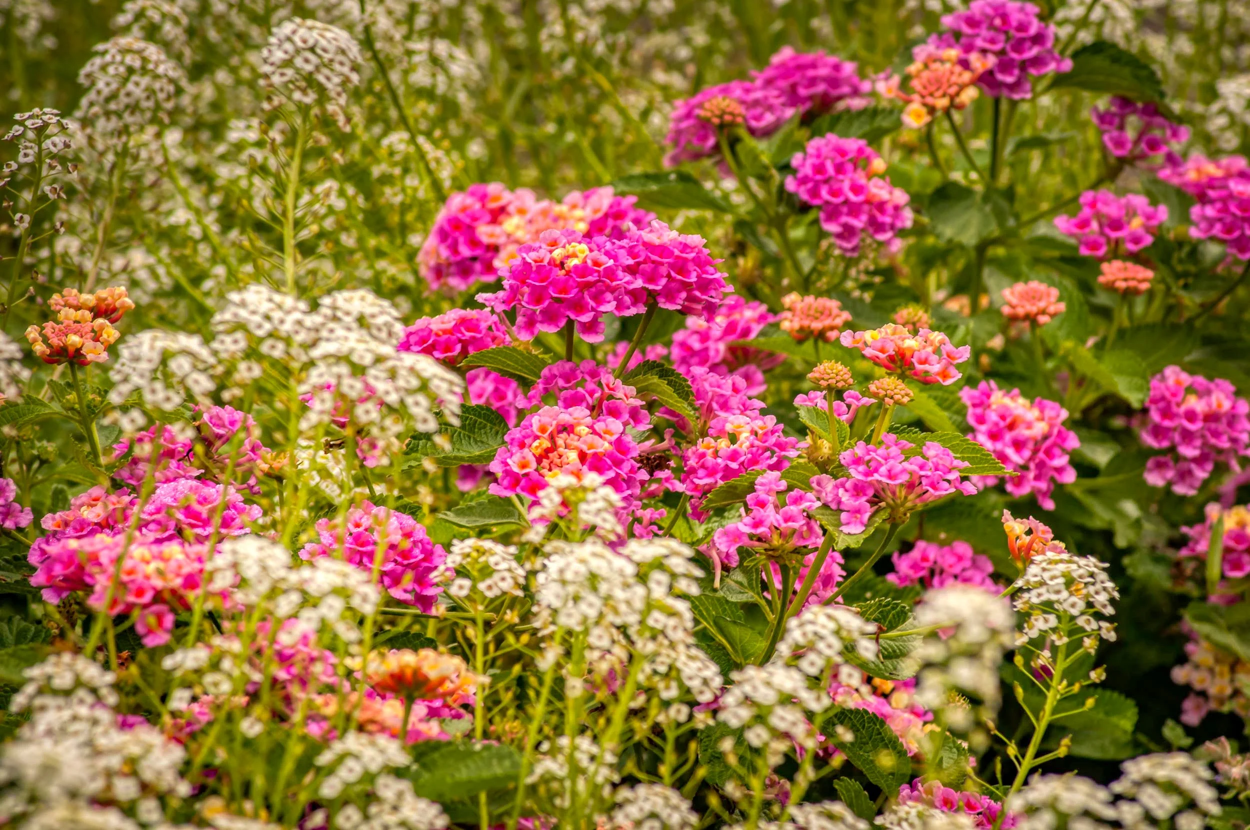 Arboretum_2017Aug5_1-7973_aurorahdr.jpeg