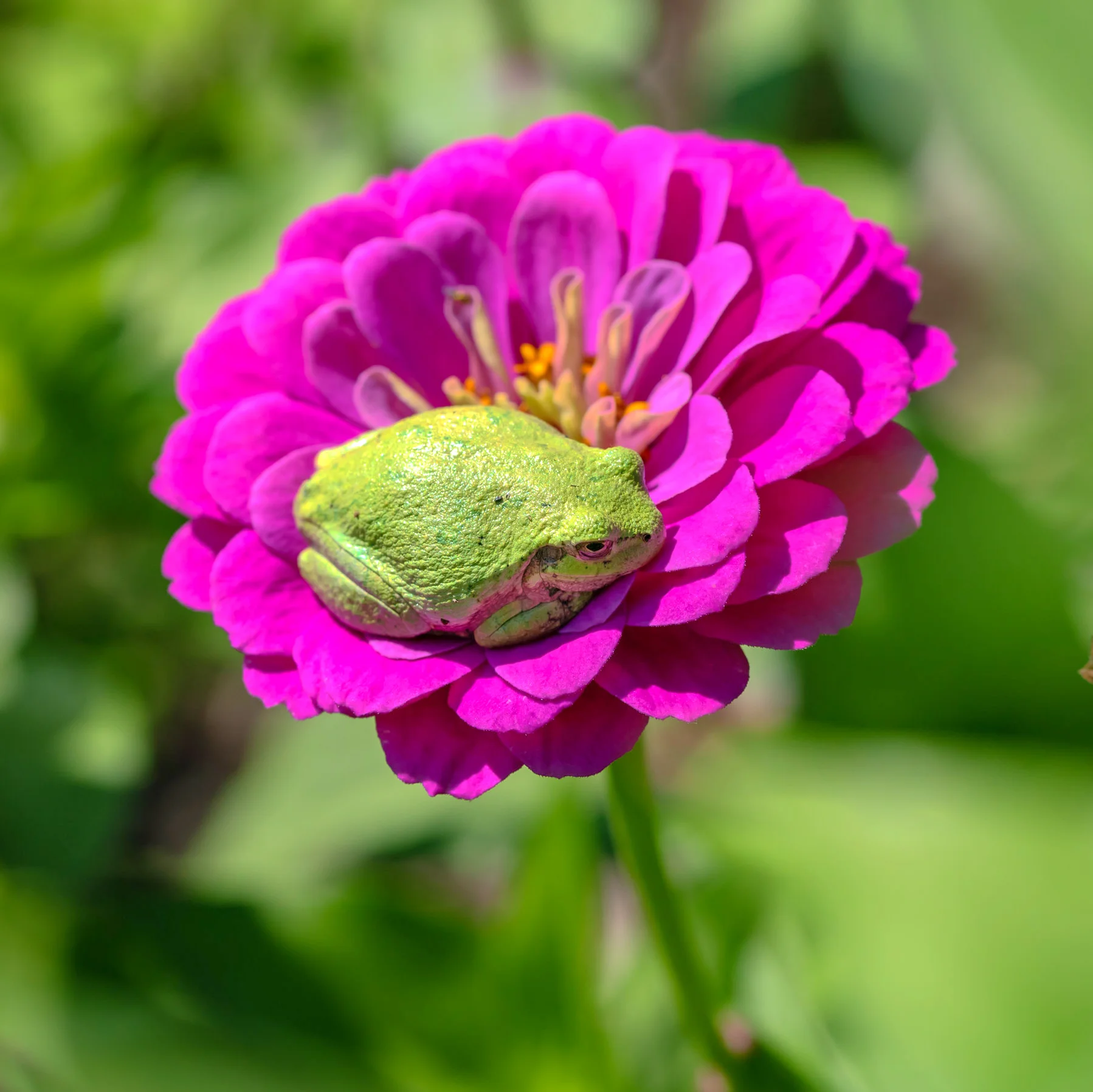 Wee froggy chillin' on his flower