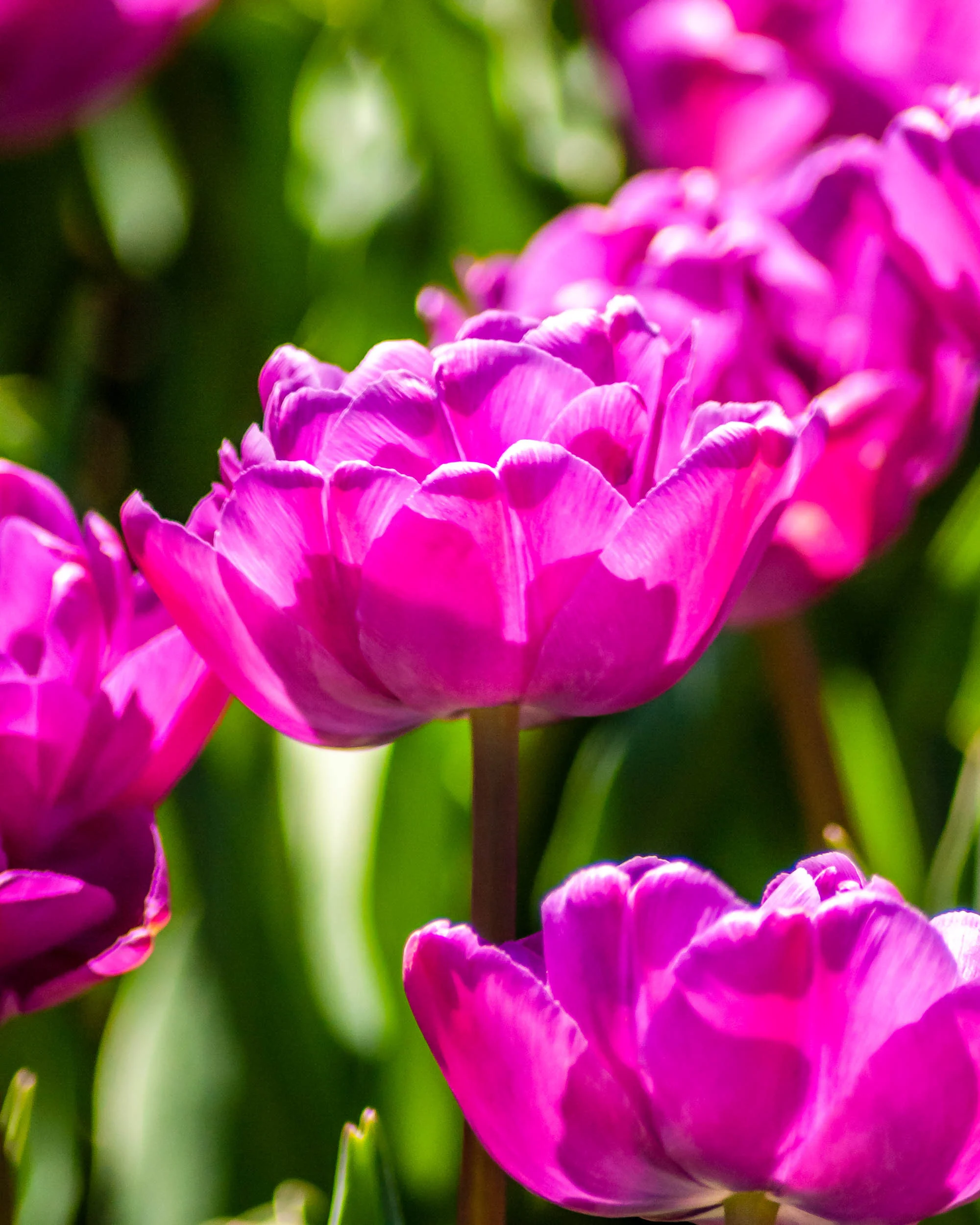 Arboretum20160504-4551.jpg