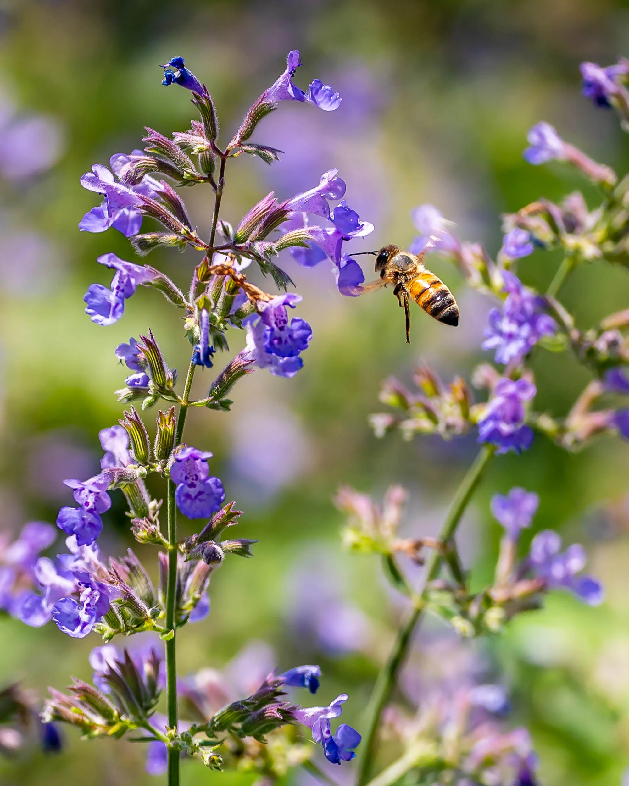 Arboretum_2018July5_1-6000.jpg