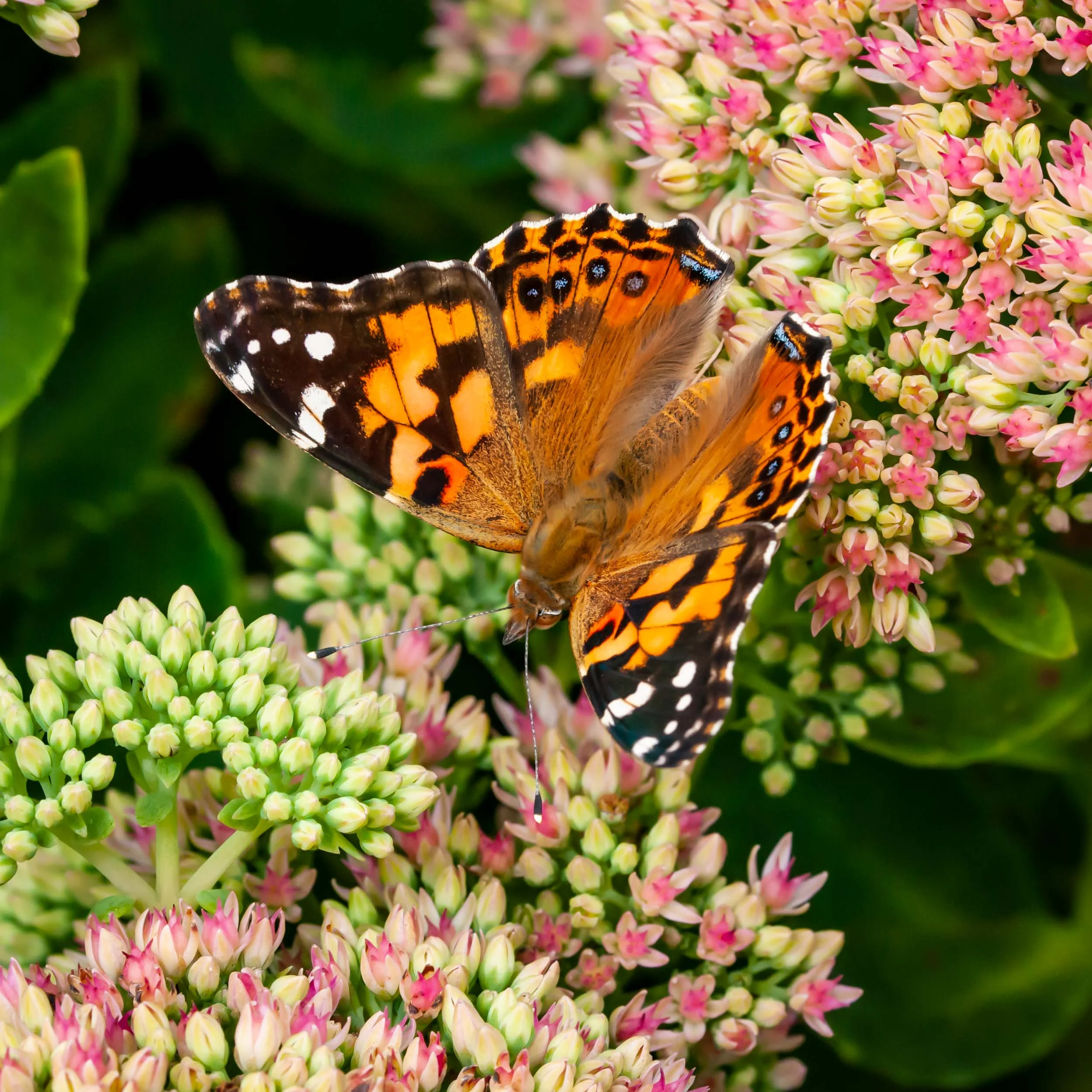 Arboretum_2017Sept7_2-0182.jpg