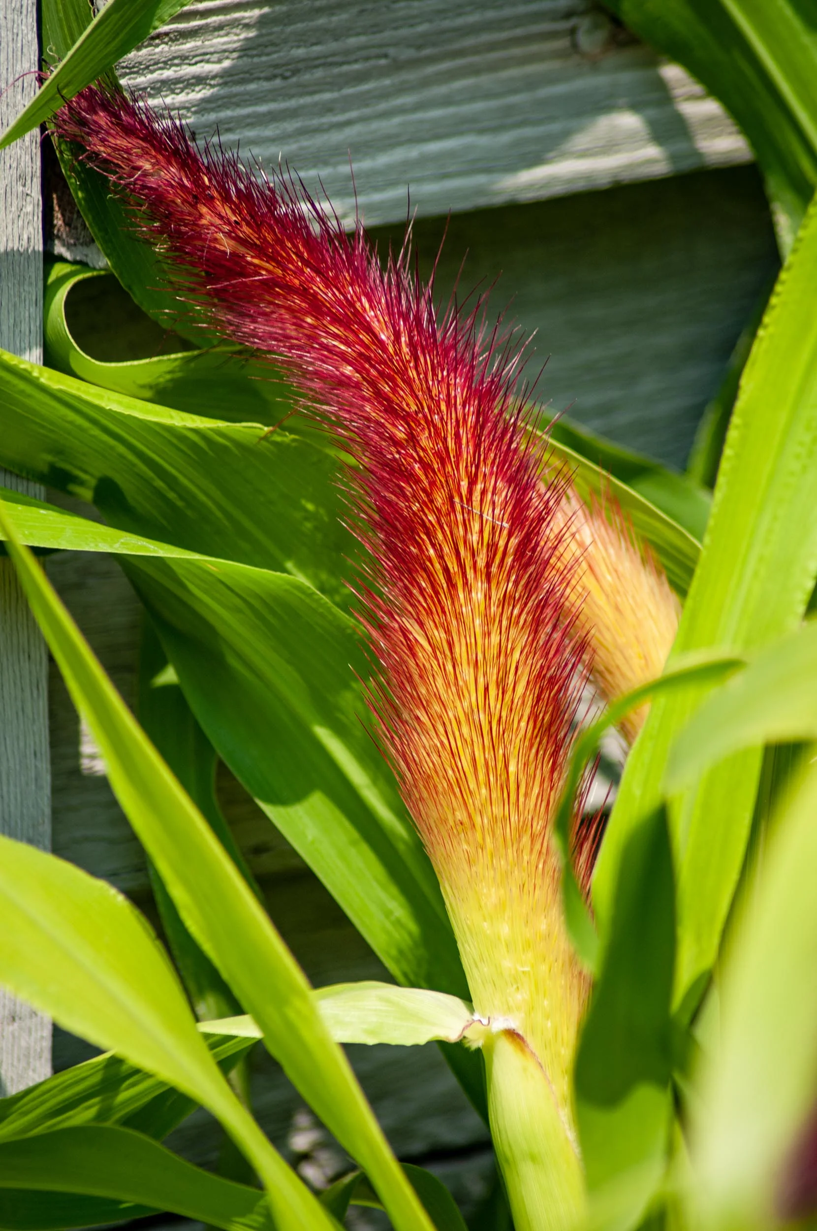 Ornamental Millet