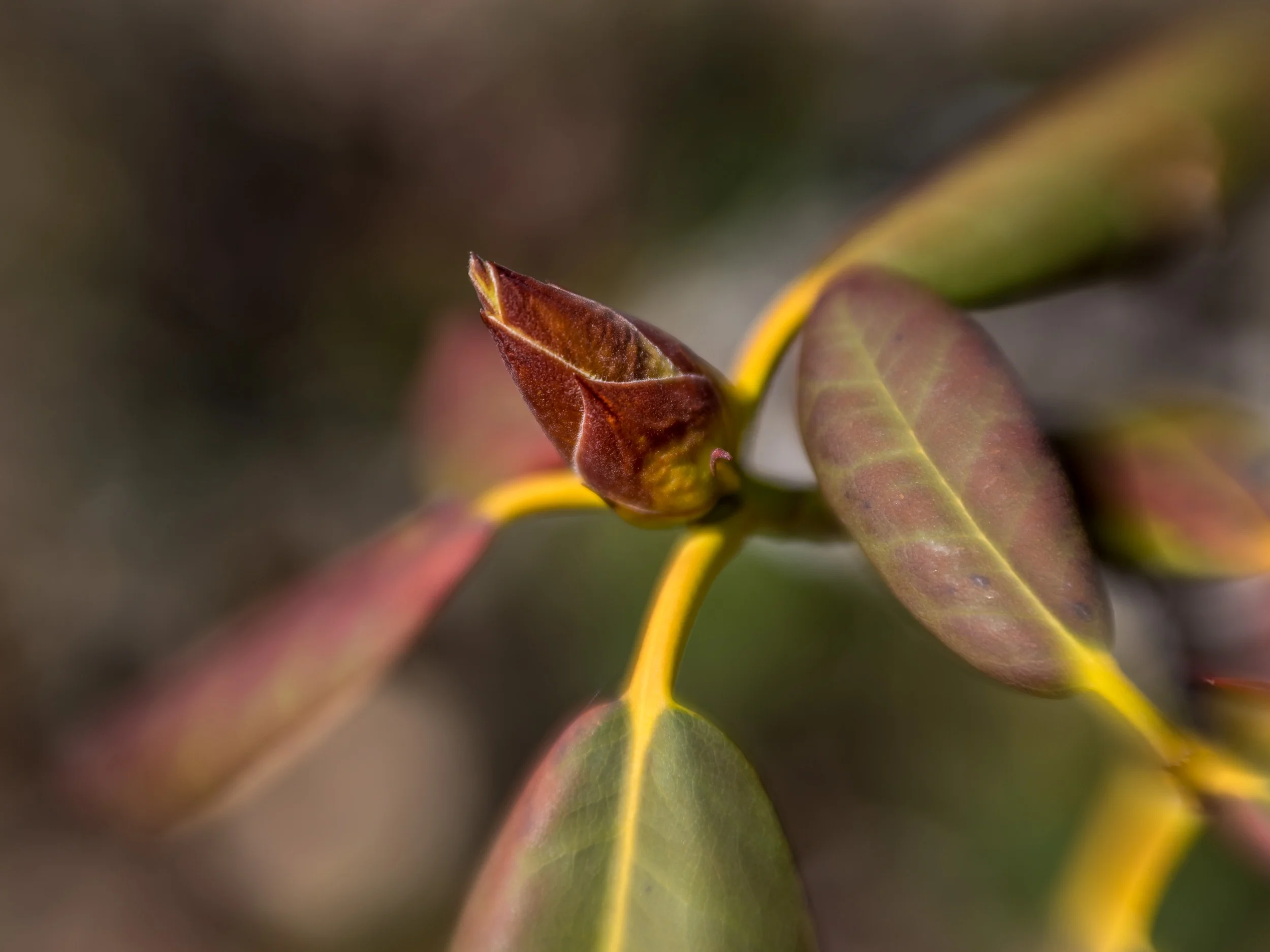 Arboretum_2019April21-2954.jpg