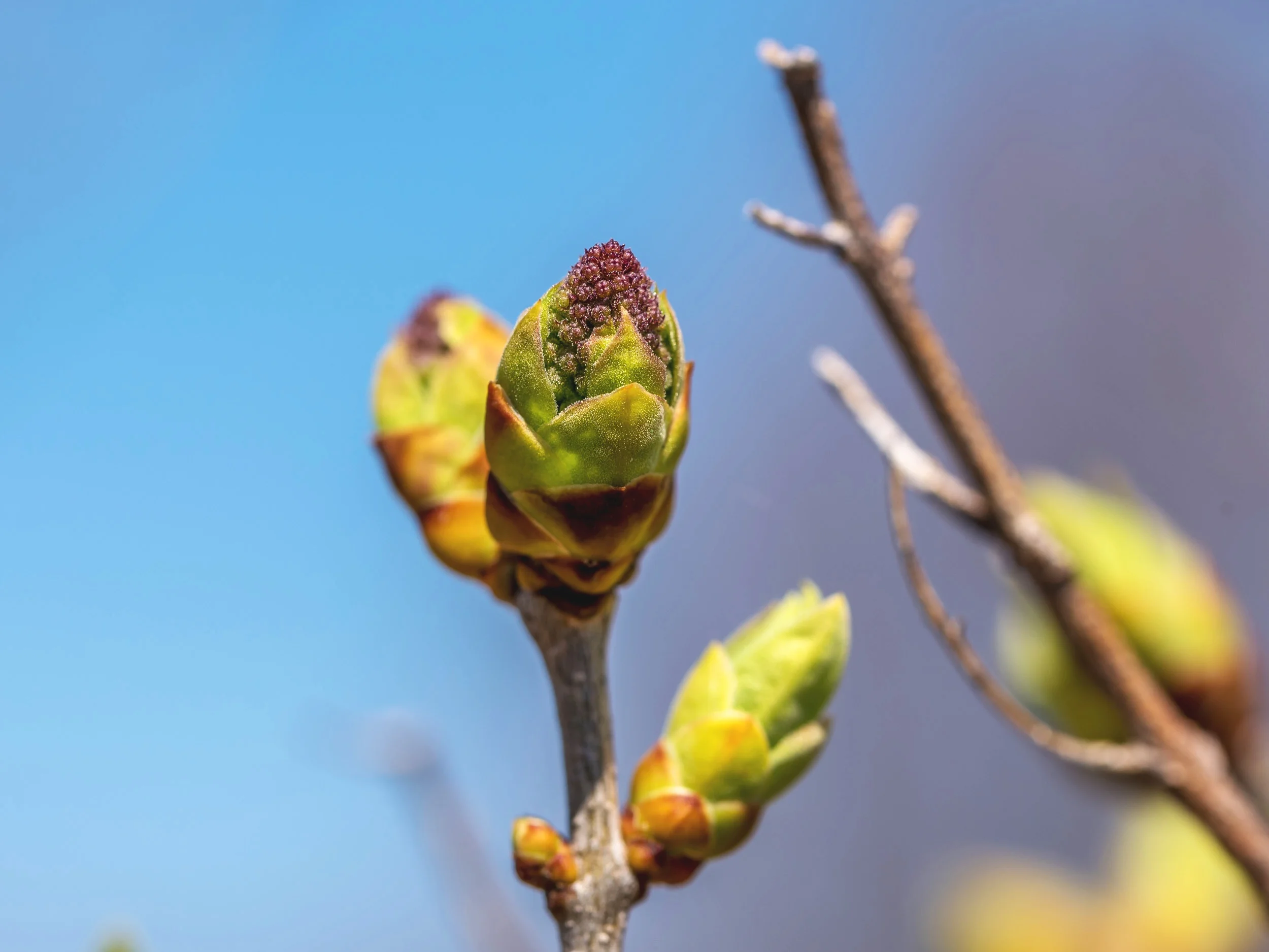Arboretum_2019April21-3137.jpg