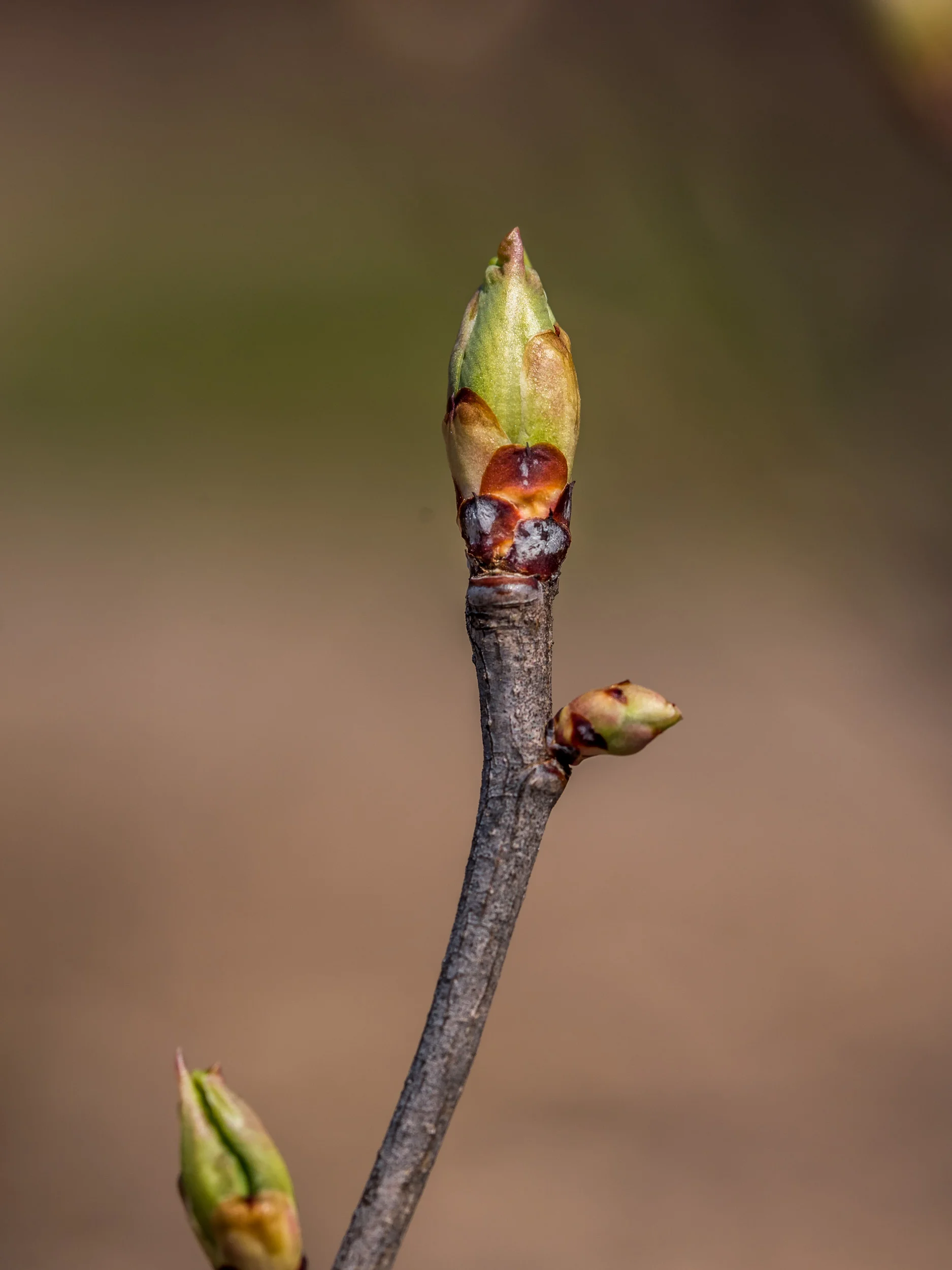 Arboretum_2019April21-2989.jpg