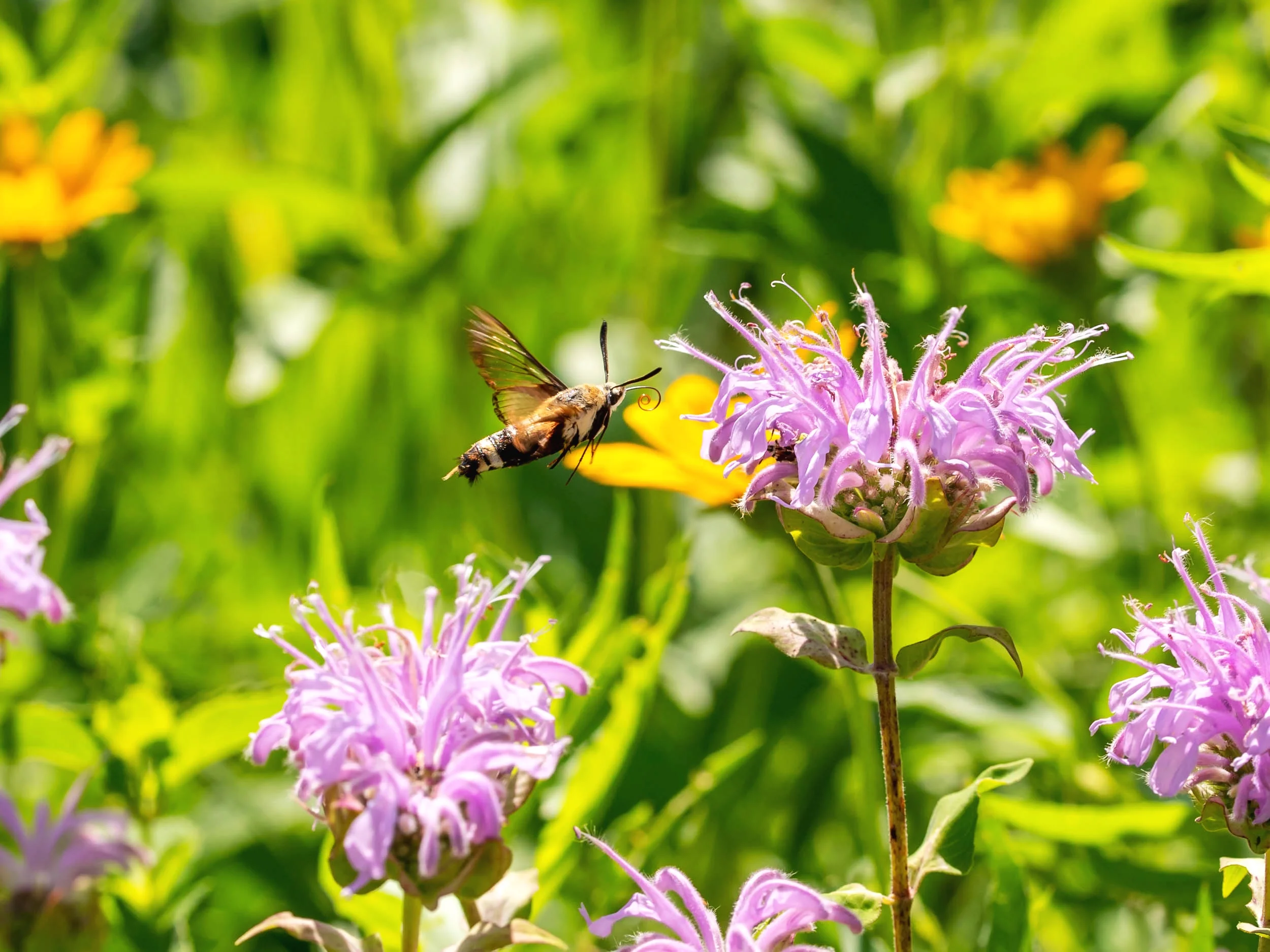 Arboretum_2018July18_3-2165.jpg