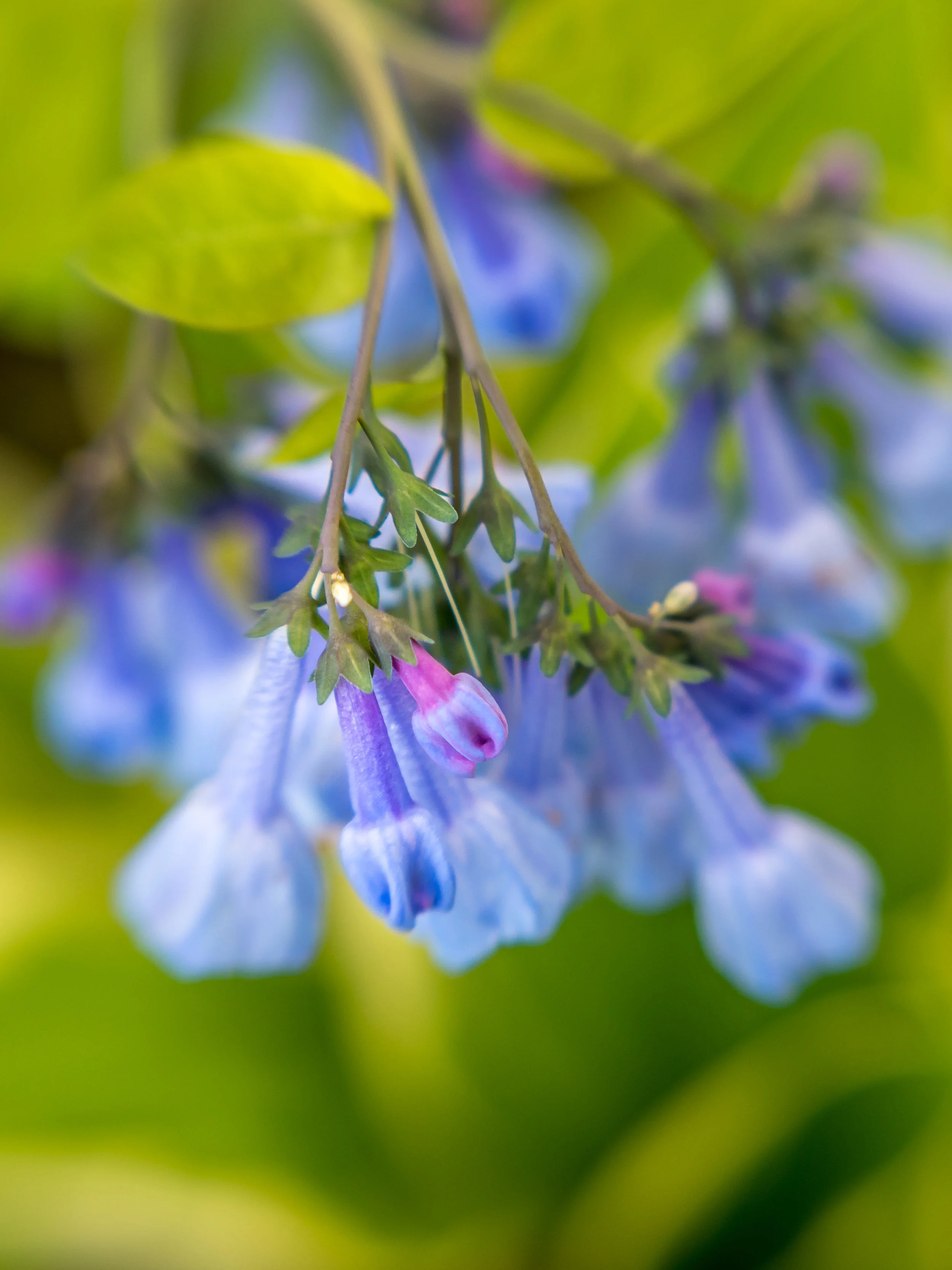 backyardflowers_2019May10-5458.jpg