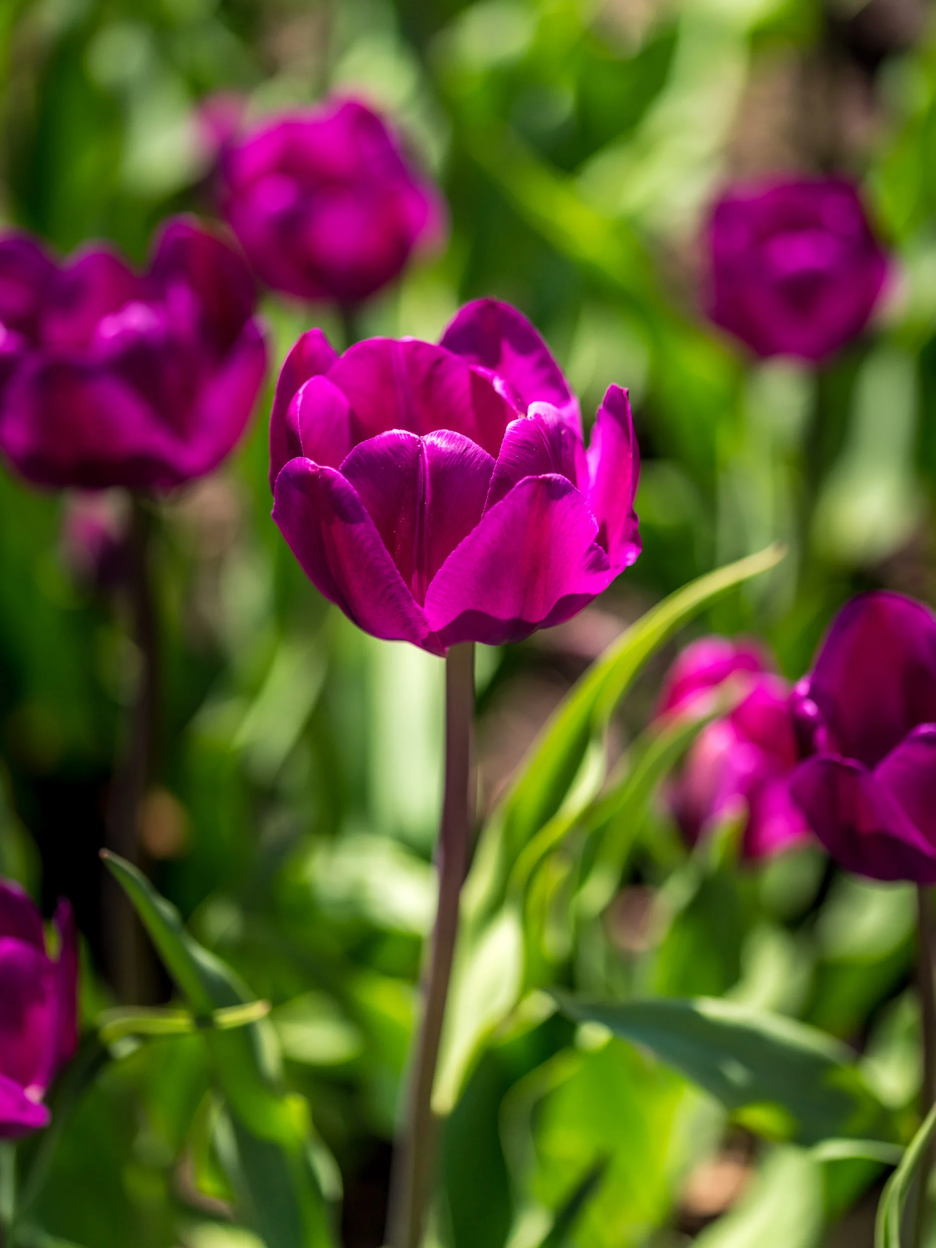 Arboretum_2019May15-5873.jpg