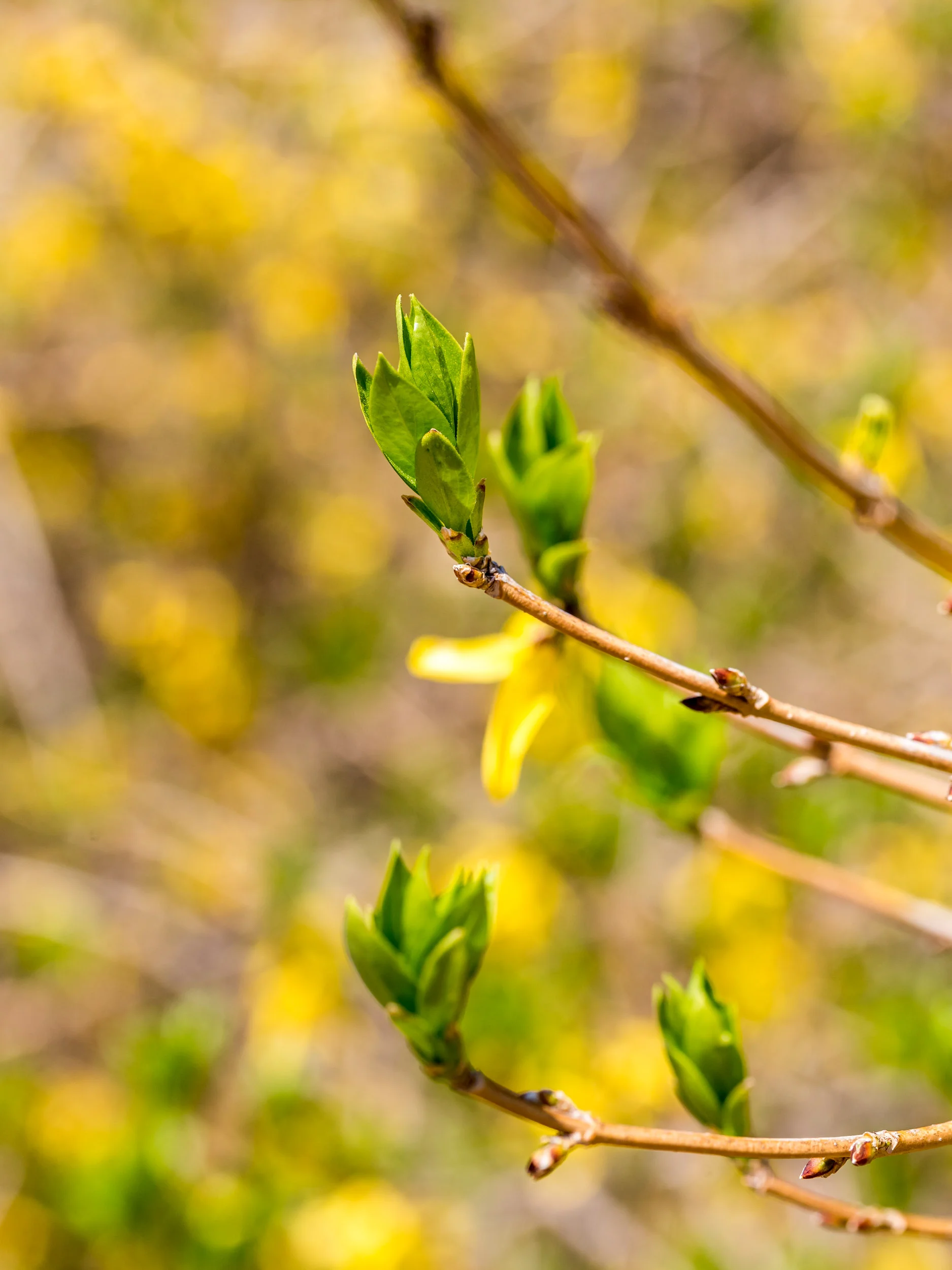 Arboretum_2019April25-3870.jpg