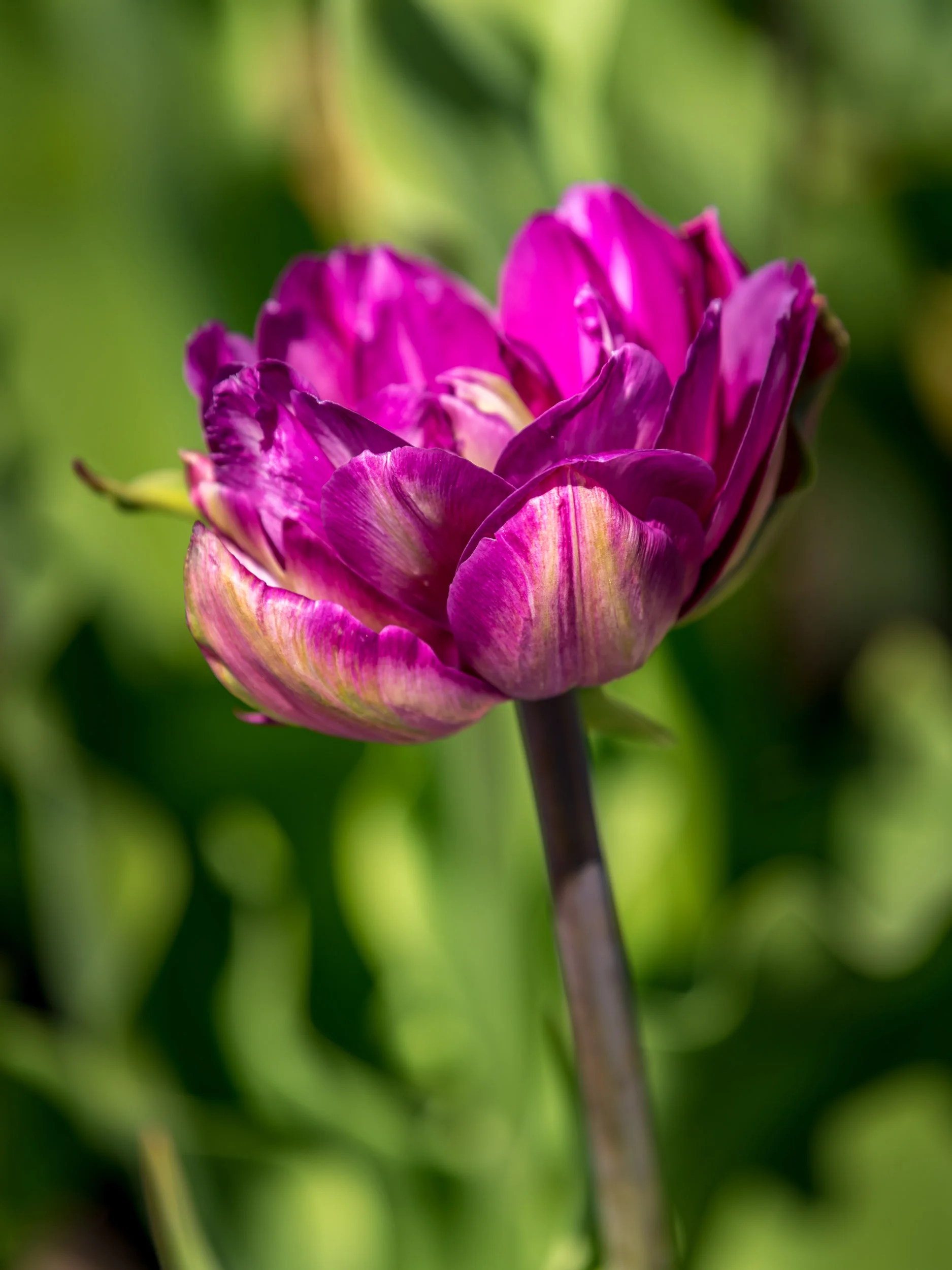 Arboretum_2019May15-6000.jpg