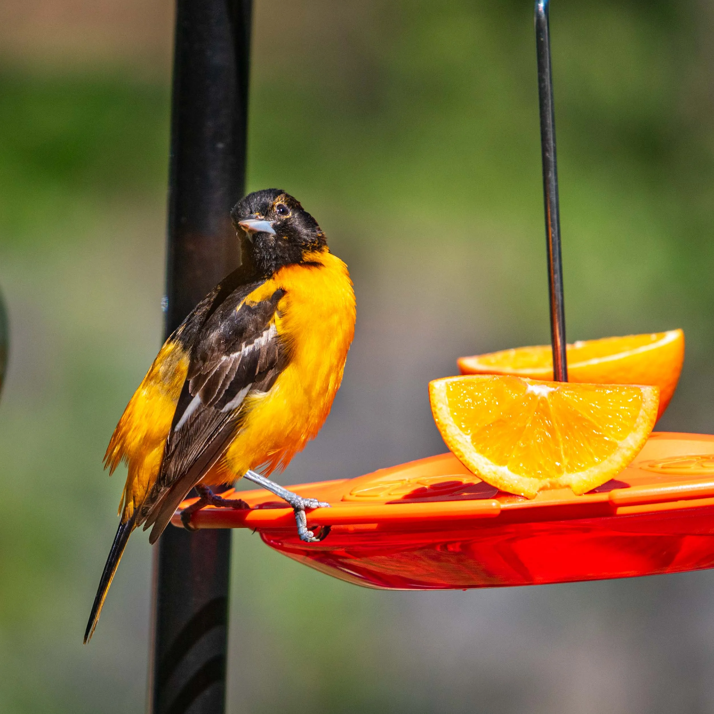 Oriole_2019May20-7863.jpg