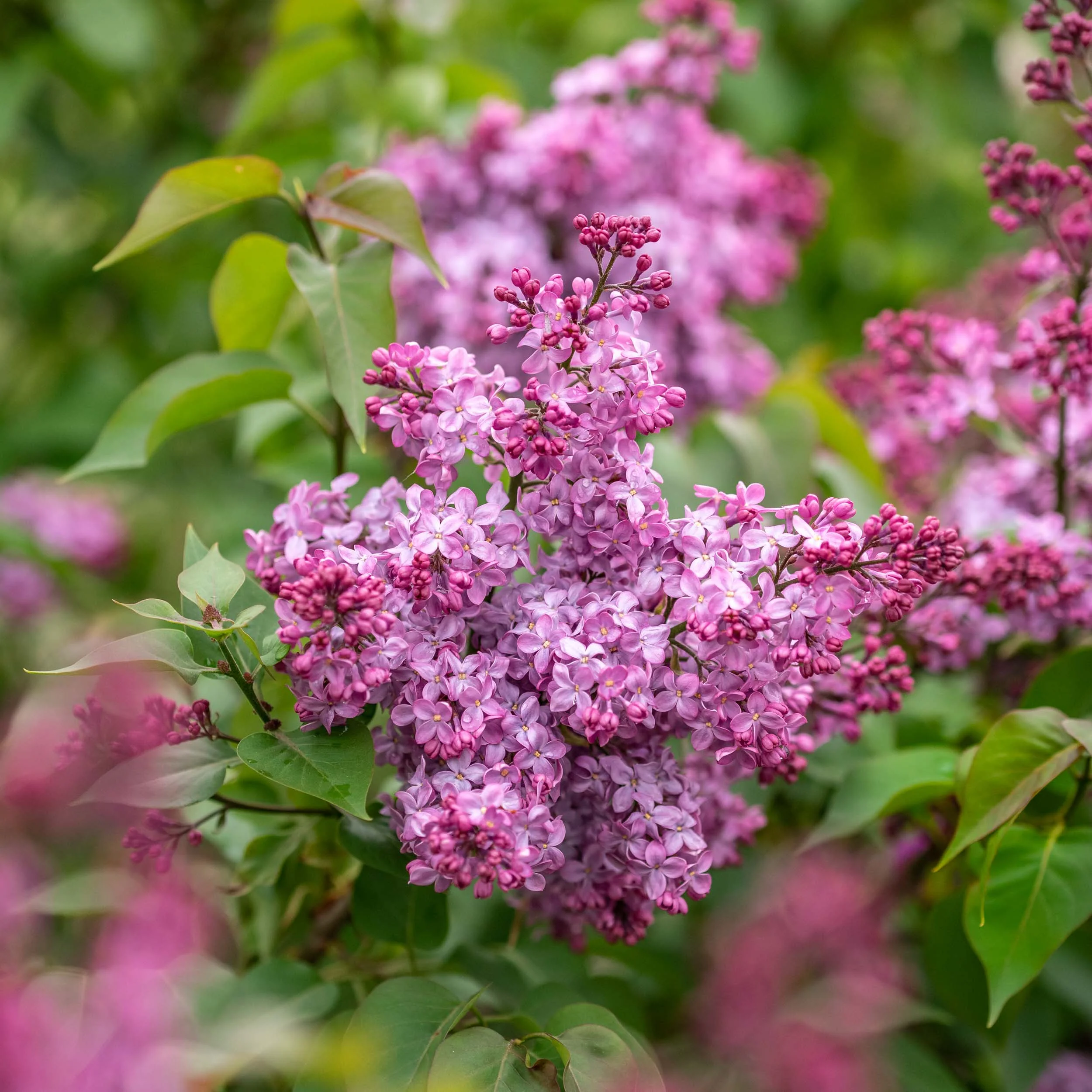 Arboretum_2019May18_1-6722.jpg