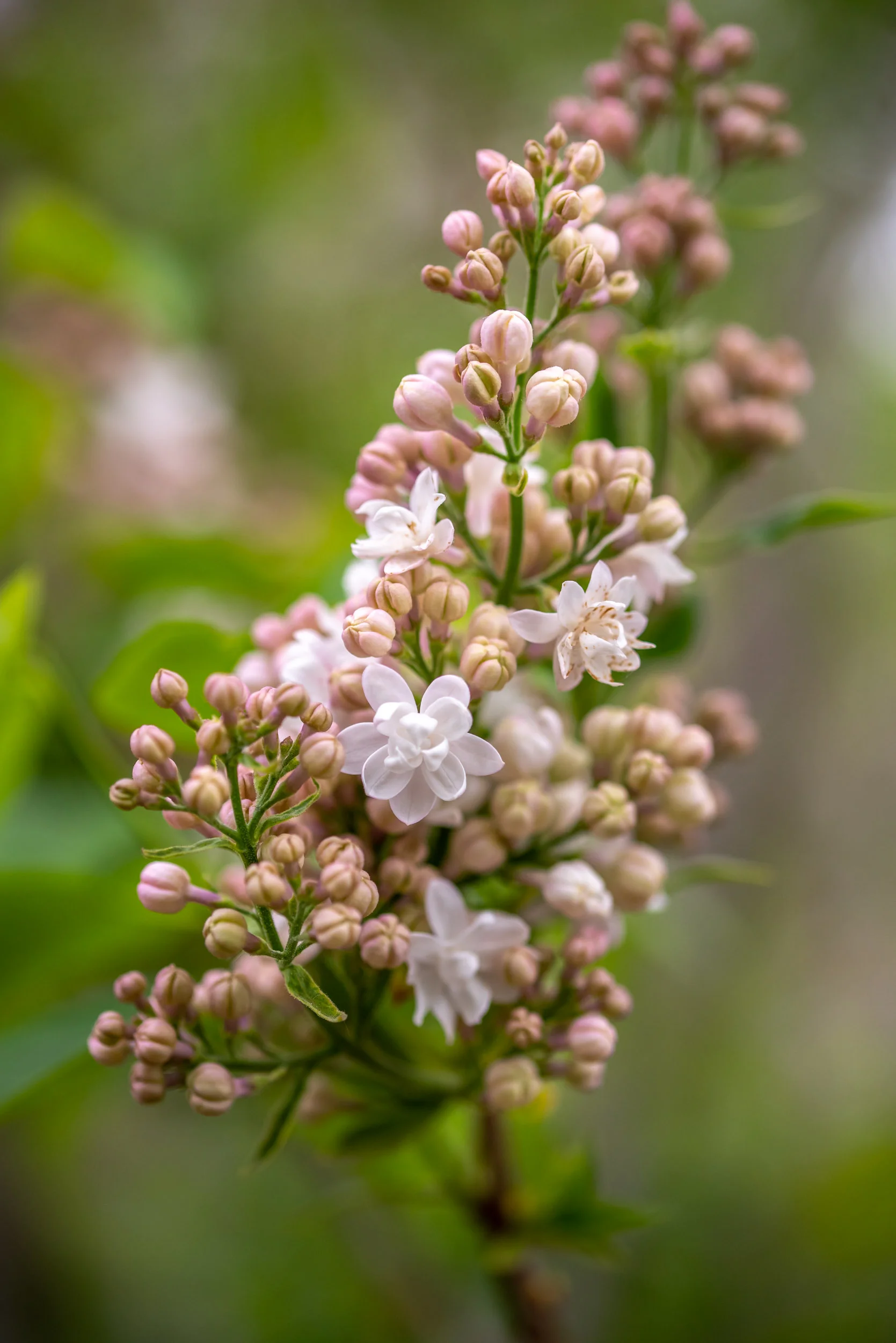 Arboretum_2019May18_1-6784.jpg