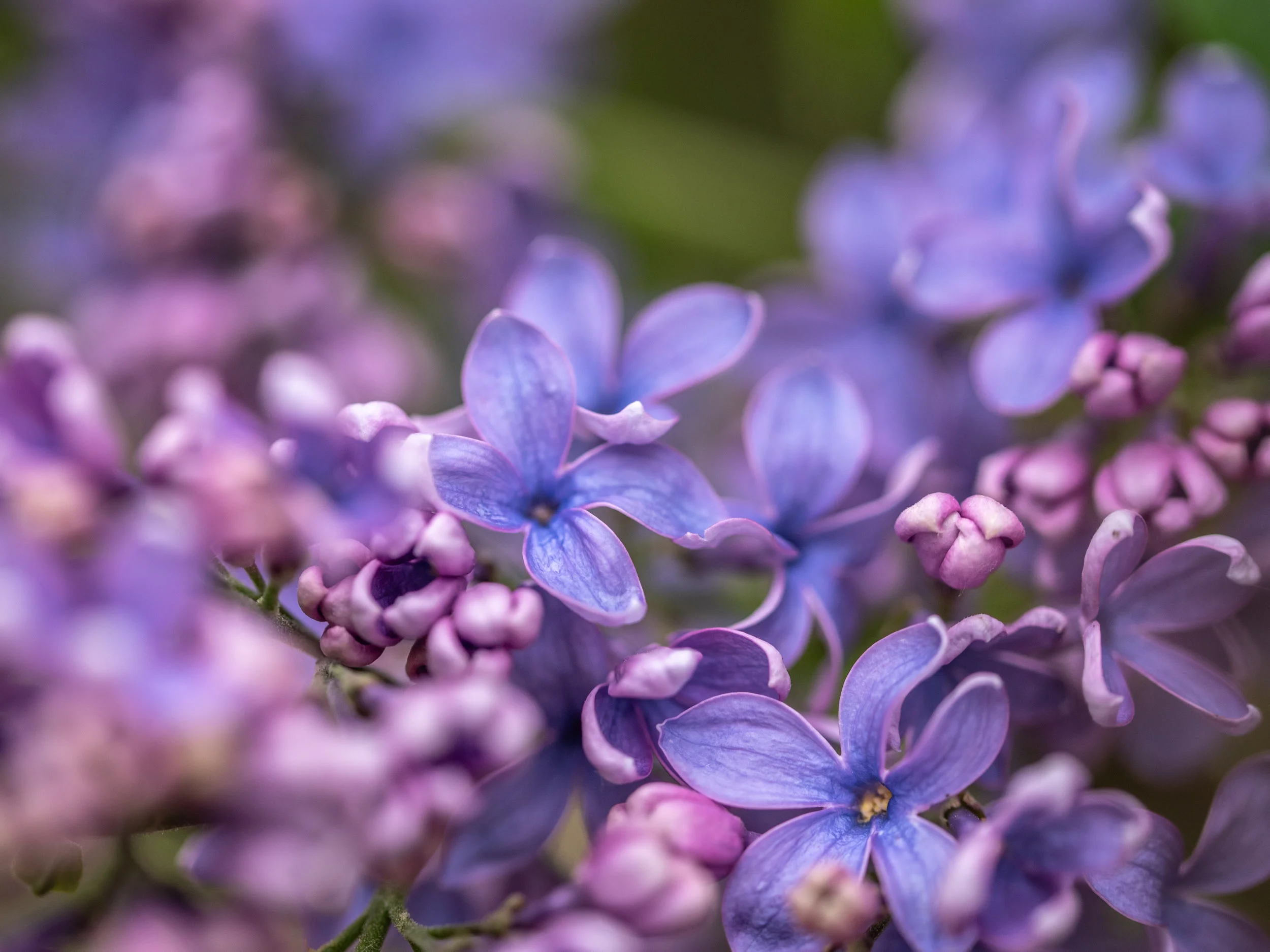 Arboretum_2019May18_1-6901.jpg