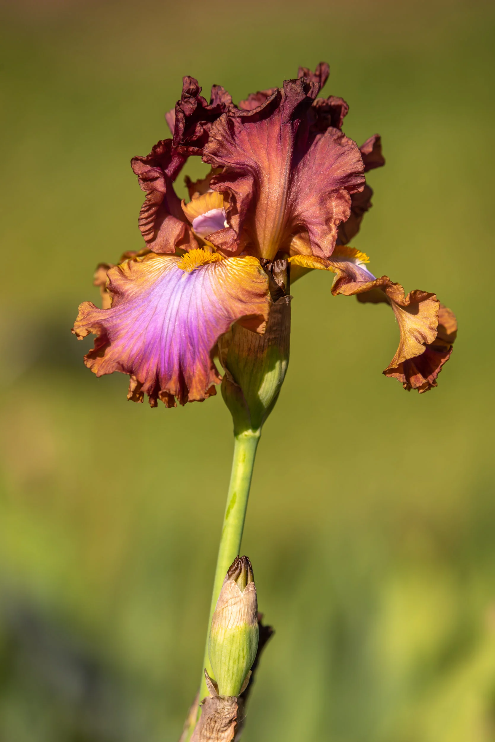 Arboretum_2019June8-2150.jpg