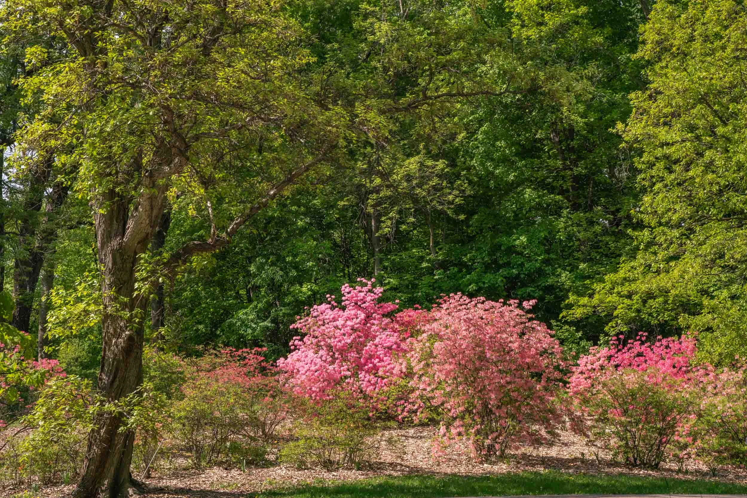 Arboretum_2019May29_2-0644.jpg