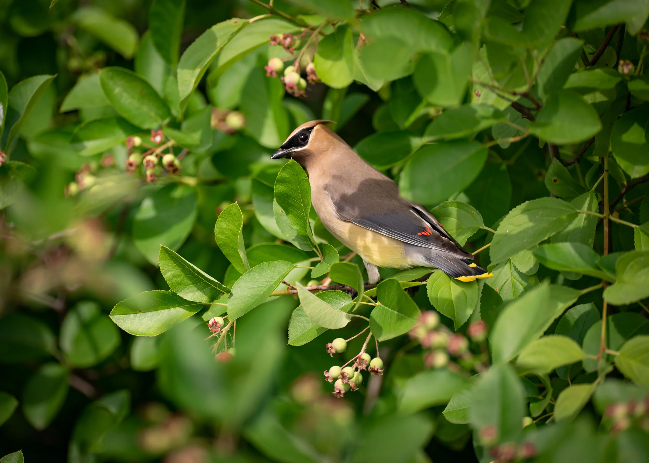 Arboretum_2019June18_2-5331.jpg