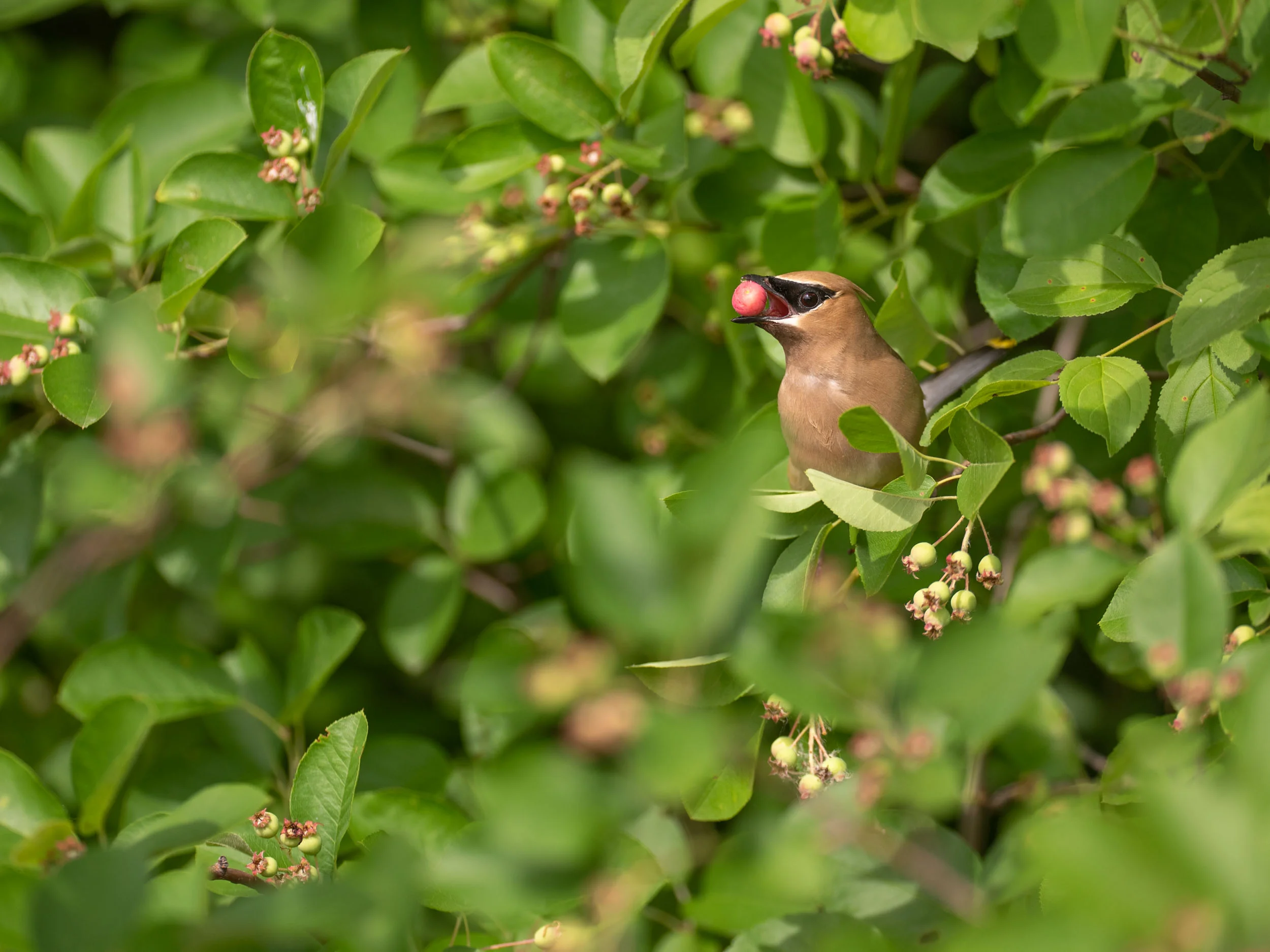 Arboretum_2019June18_2-5358.jpg