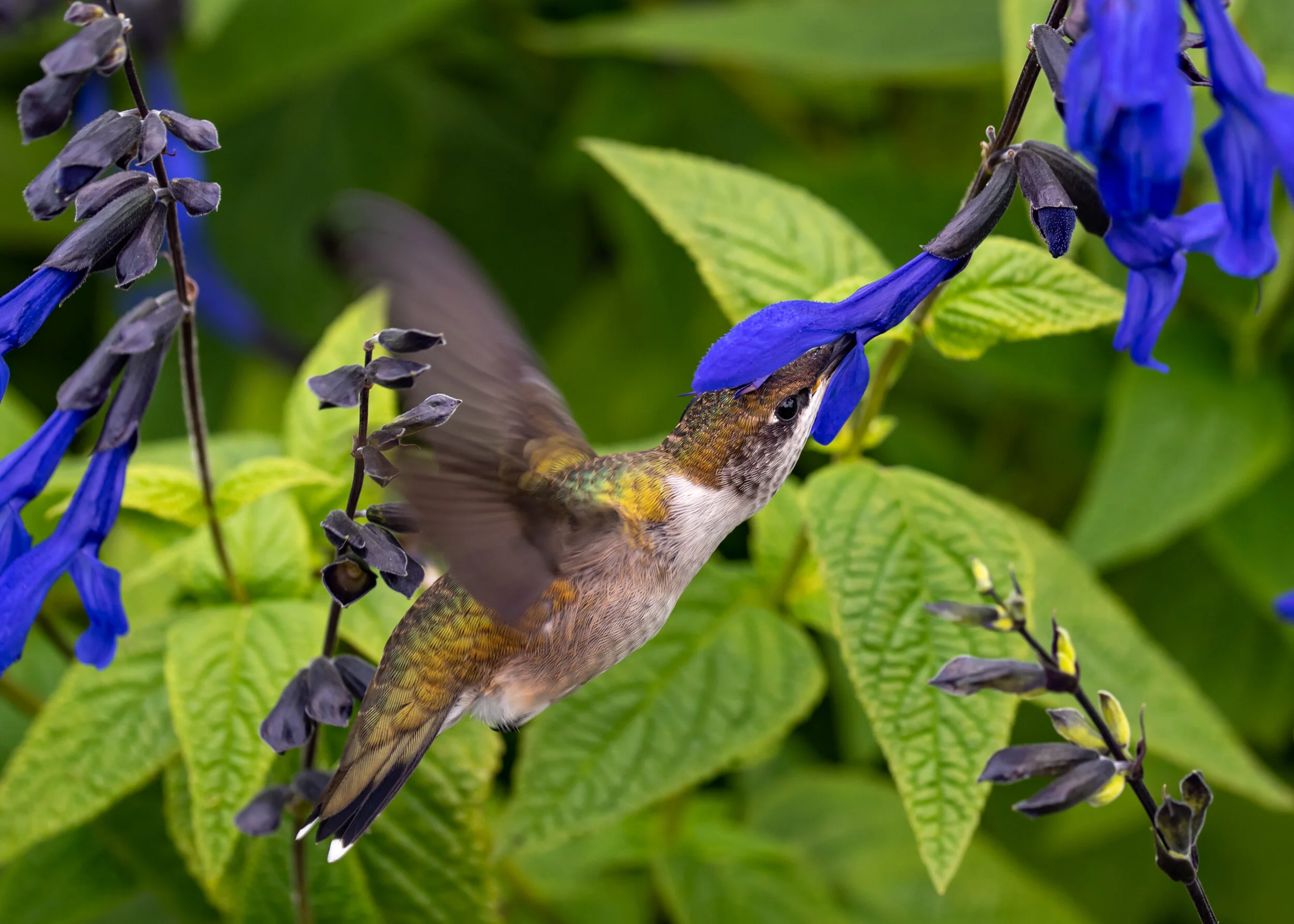 Arboretum_2019September22-2426.jpg