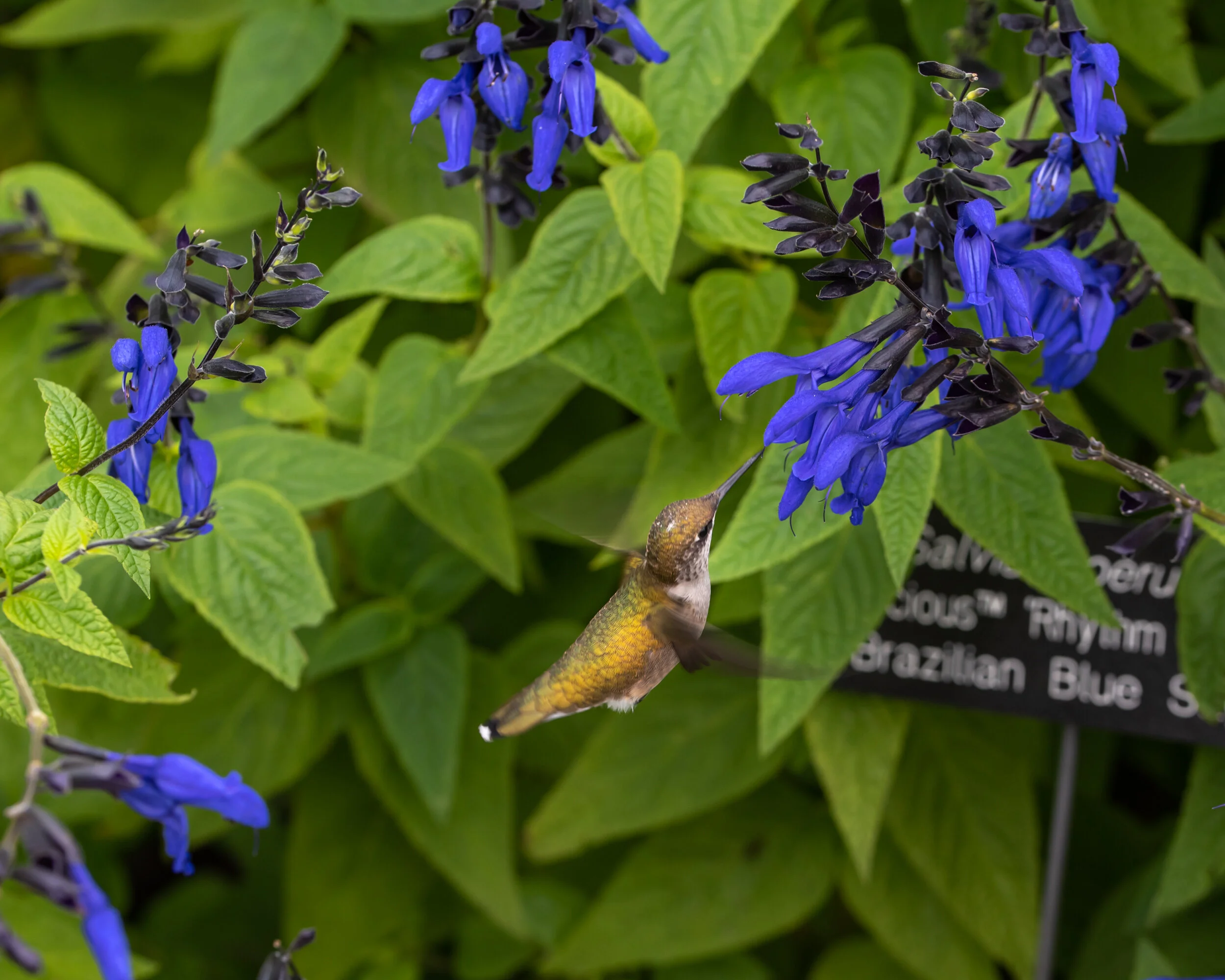 Arboretum_2019September22-2219.jpg