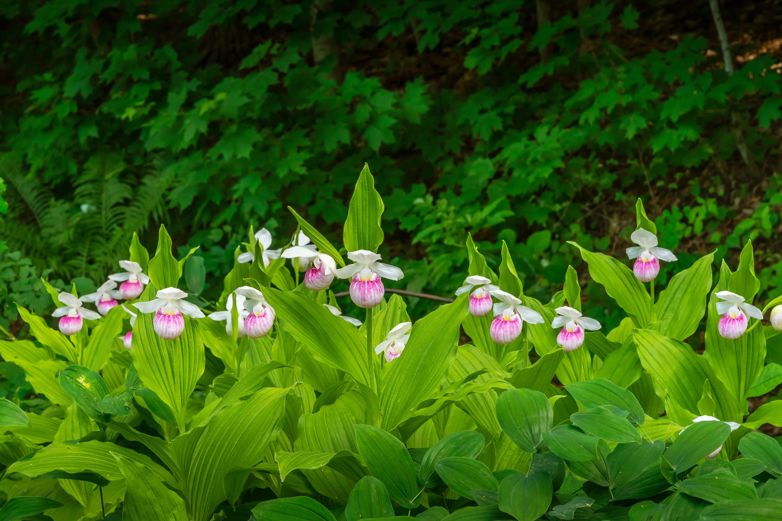 Arboretum_2018June13-2356.jpg