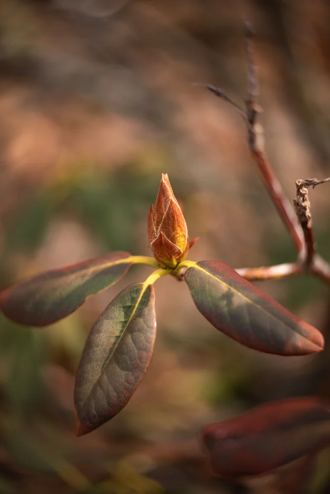 Arboretum_2019March27-2155.jpg