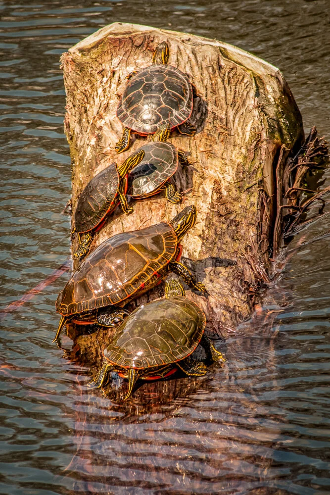 Arboretum_20160416-3687-Edit.jpg