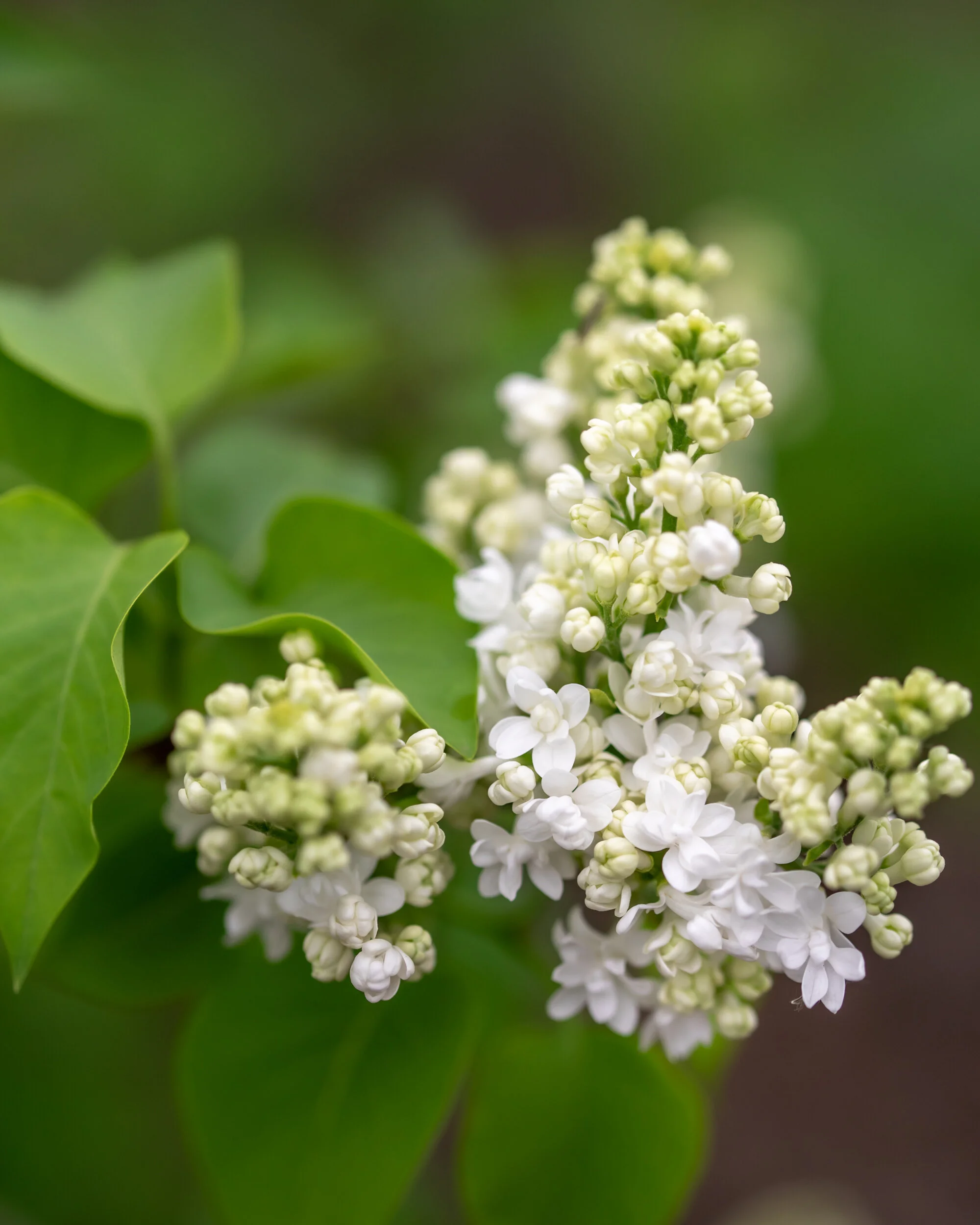 Arboretum_2019May18_1-6943.jpg