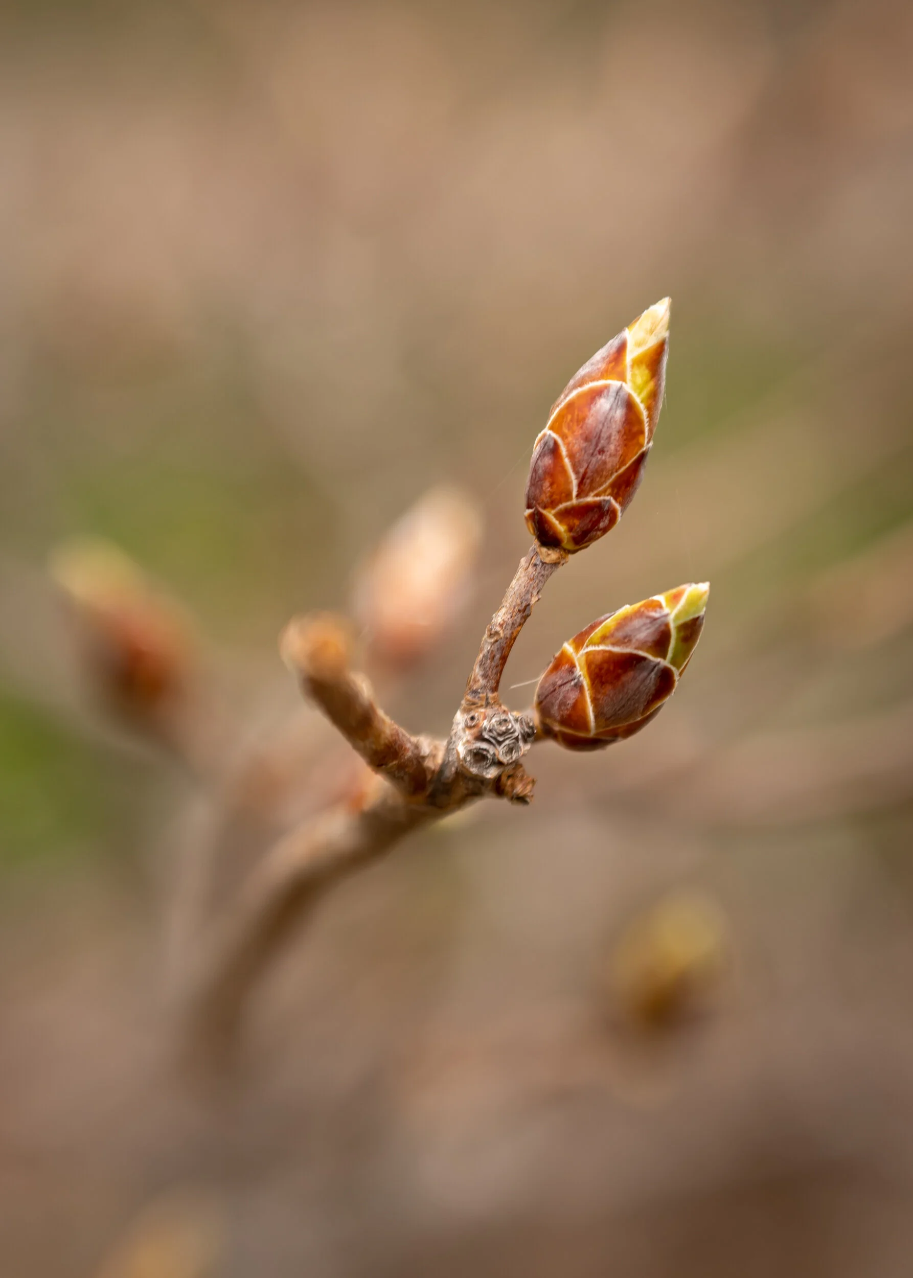Arboretum_2018May11-1345.jpg