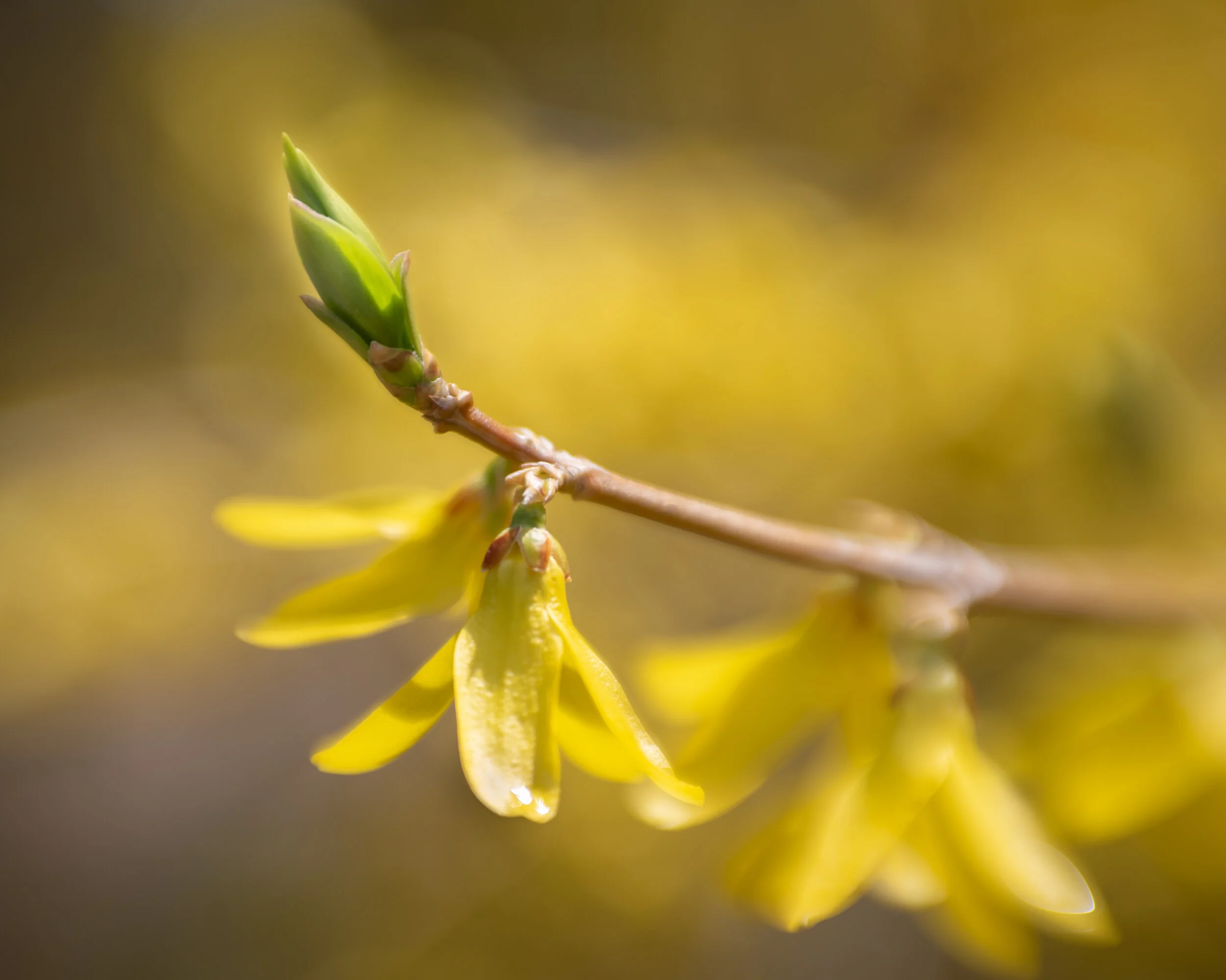 Arboretum_2018May2-8953.jpg