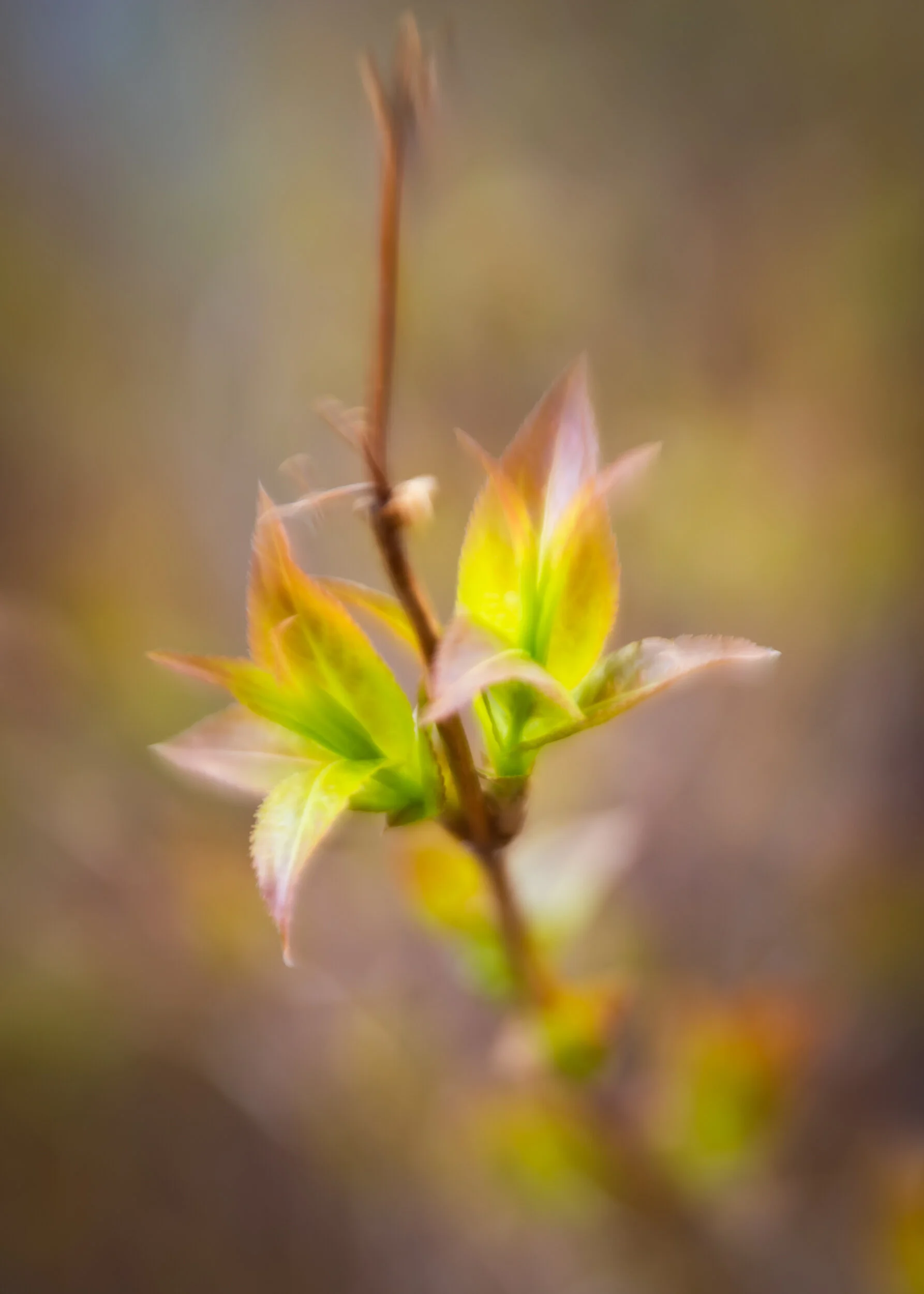 Arboretum_2018May6_2-0023.jpg